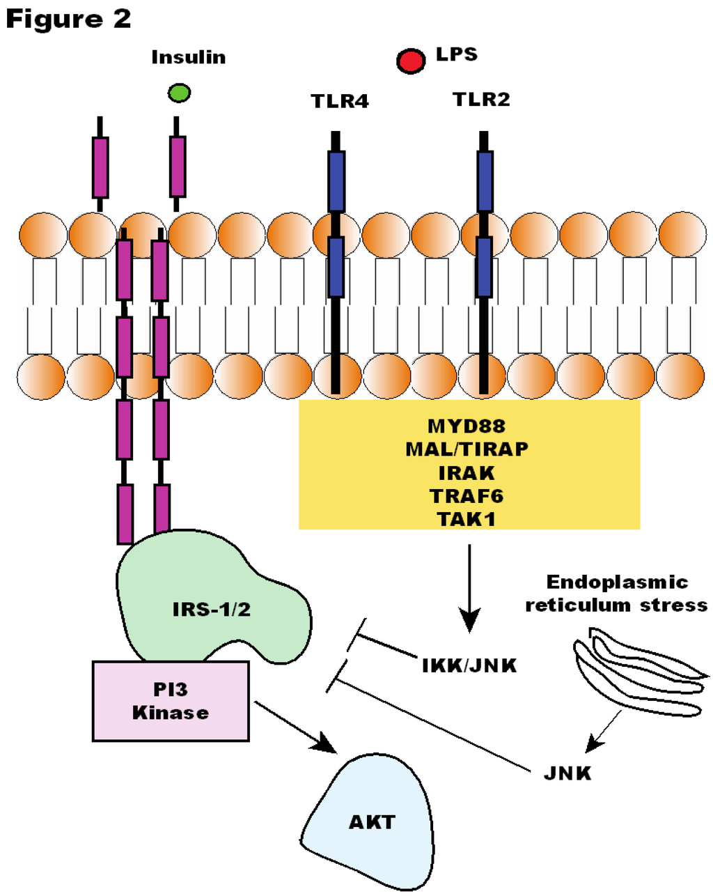 Nutrients, Free Full-Text