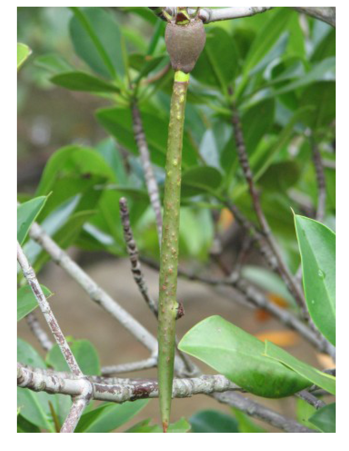 Nutrients 05 01757 g009