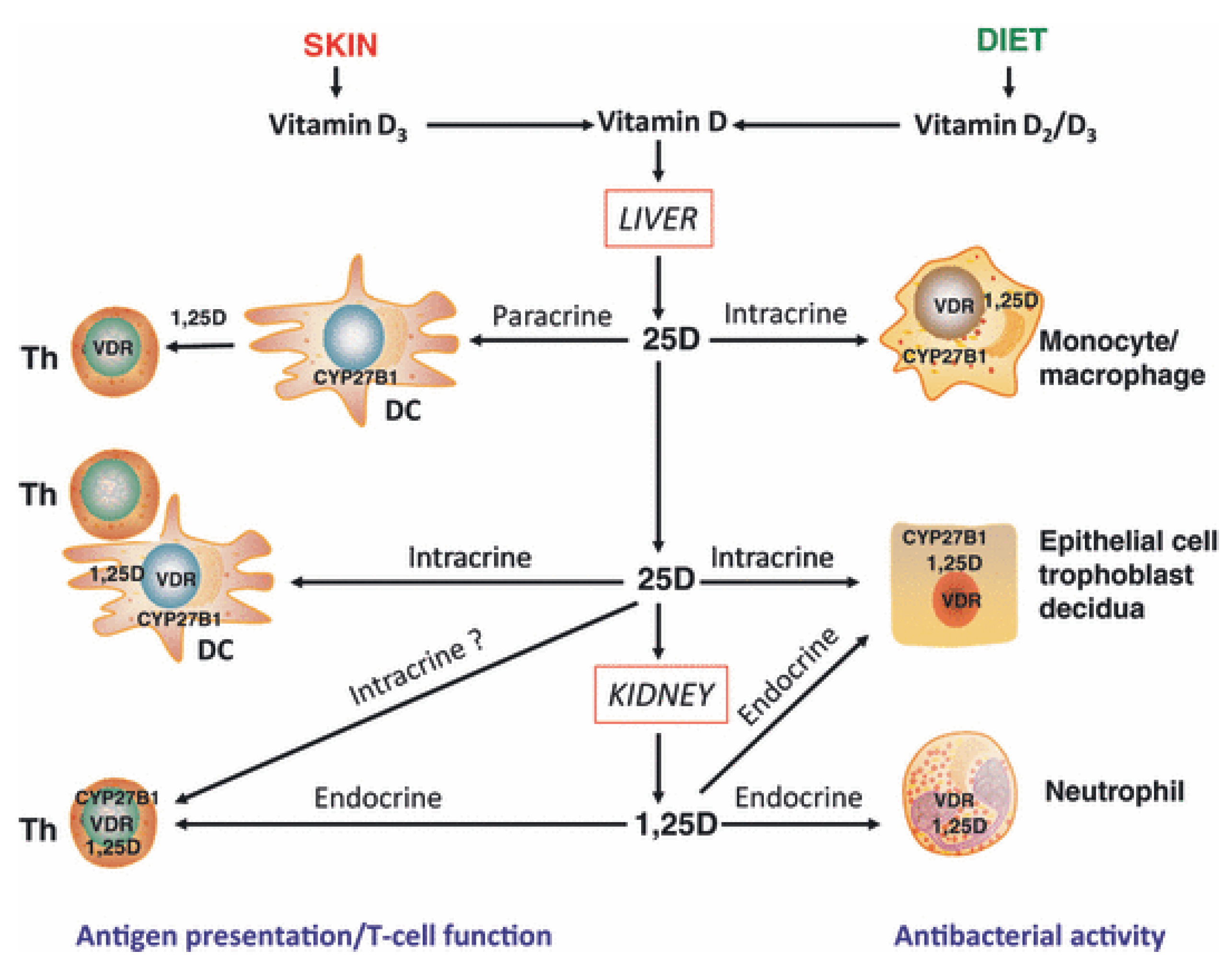 Nutrients Free Full Text Vitamin D And Immune Function