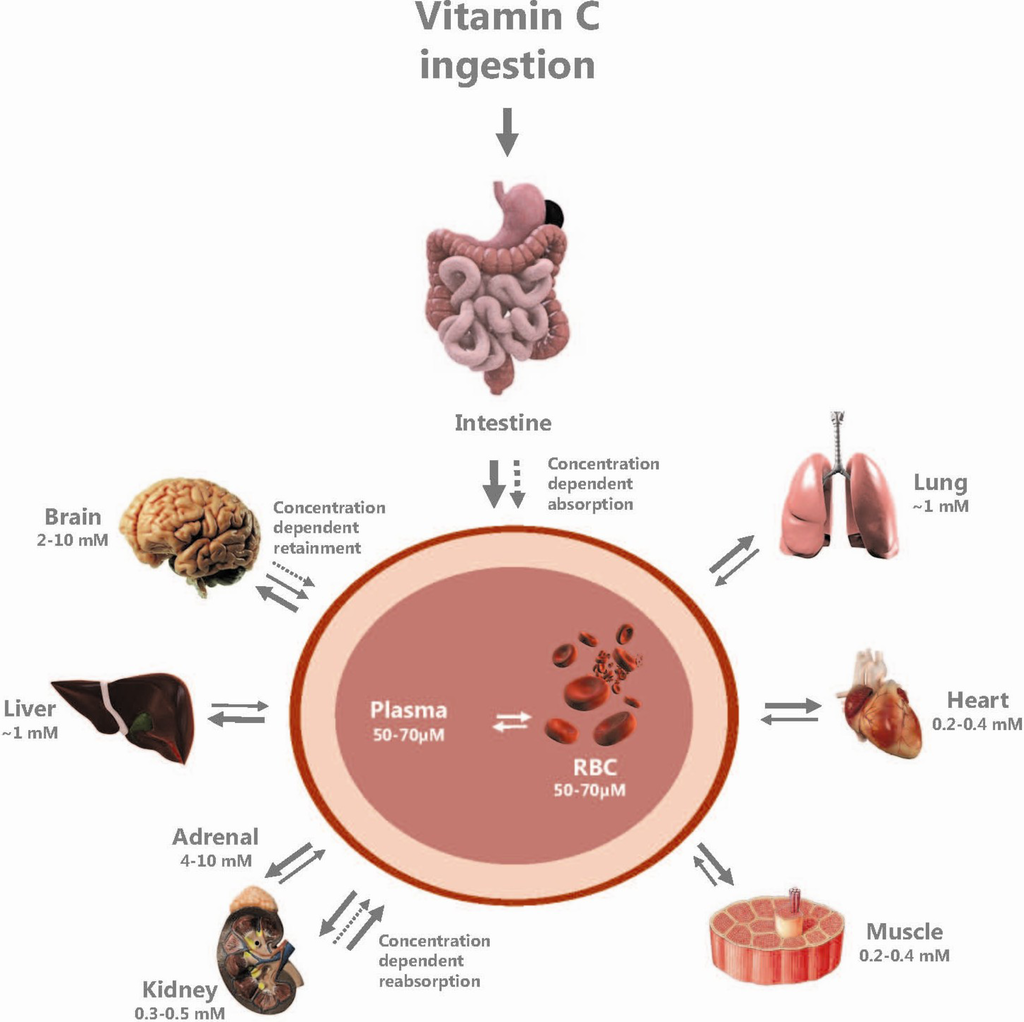 Nutrients | Free Full-Text | Regulation of Vitamin C Homeostasis during