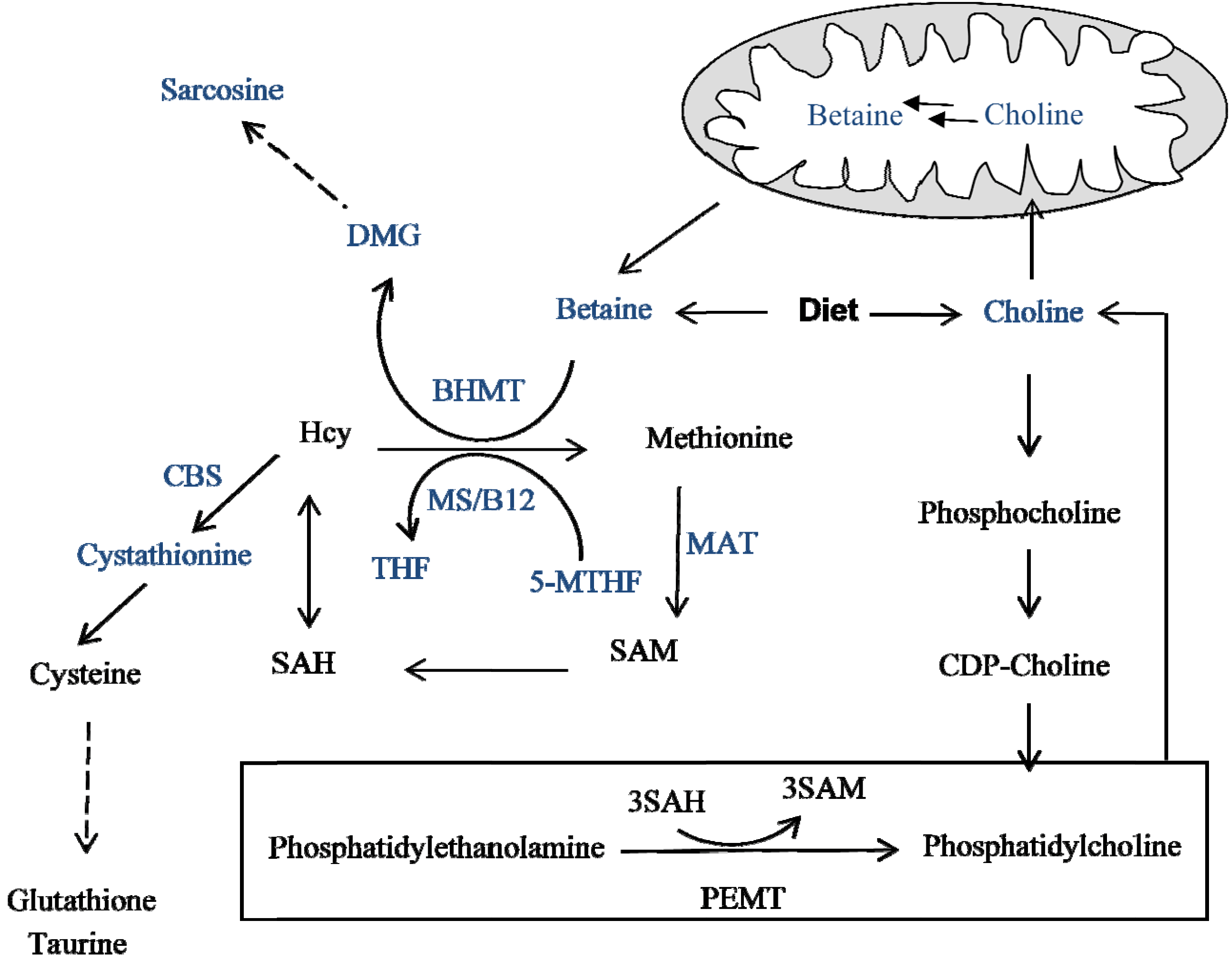 PDF) Plasma free choline, betaine and cognitive performance: the Hordaland  Health Study