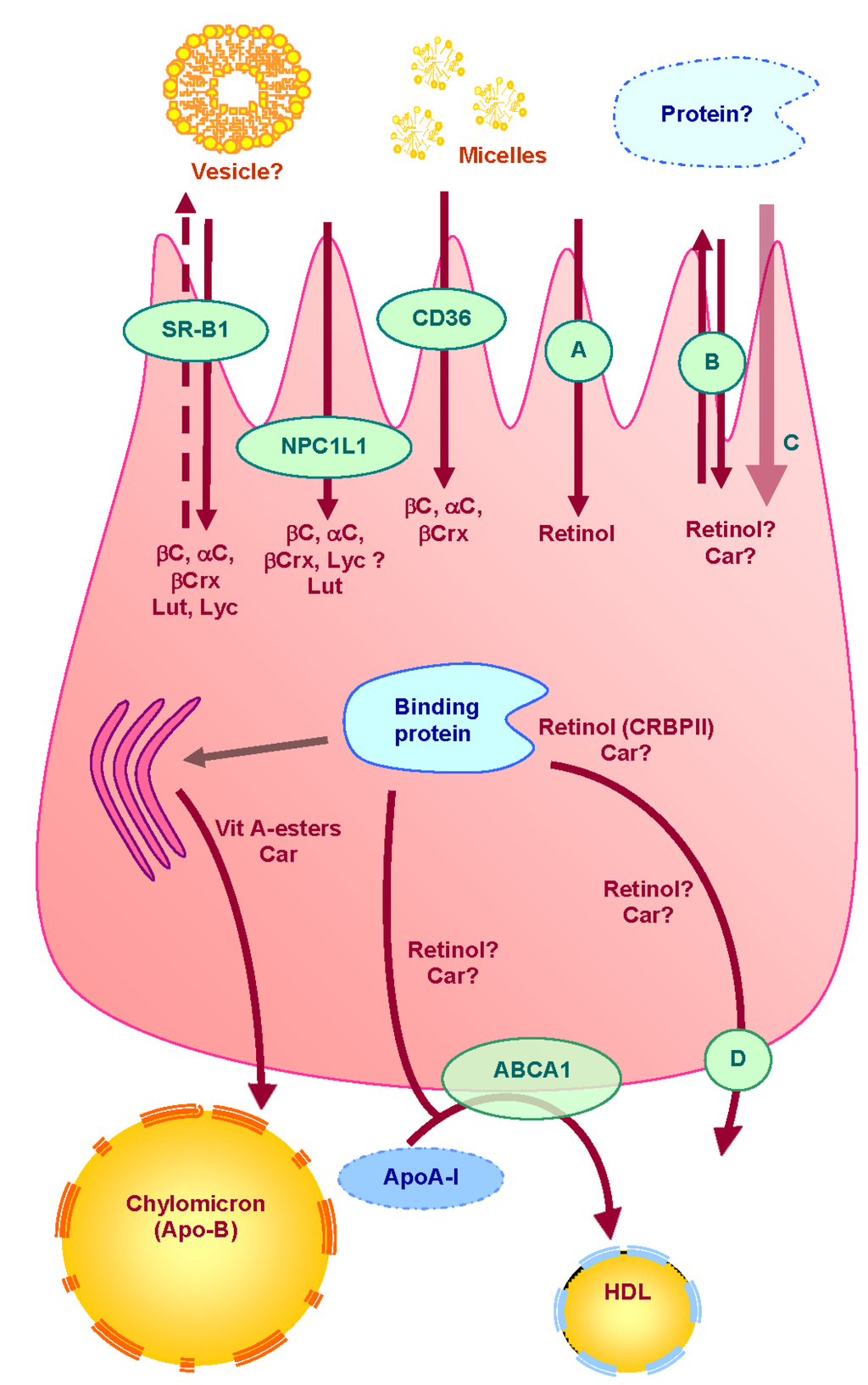 Nutrients Free Full Text Absorption Of Vitamin A And Carotenoids By 