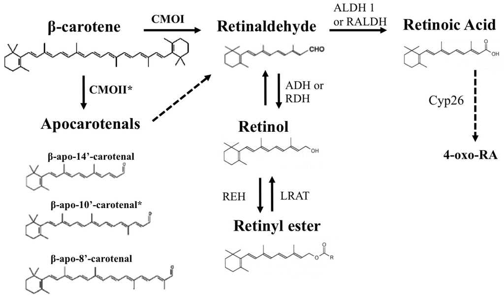 Mammalian Metabolism of β-Carotene: Gaps in Knowledge
