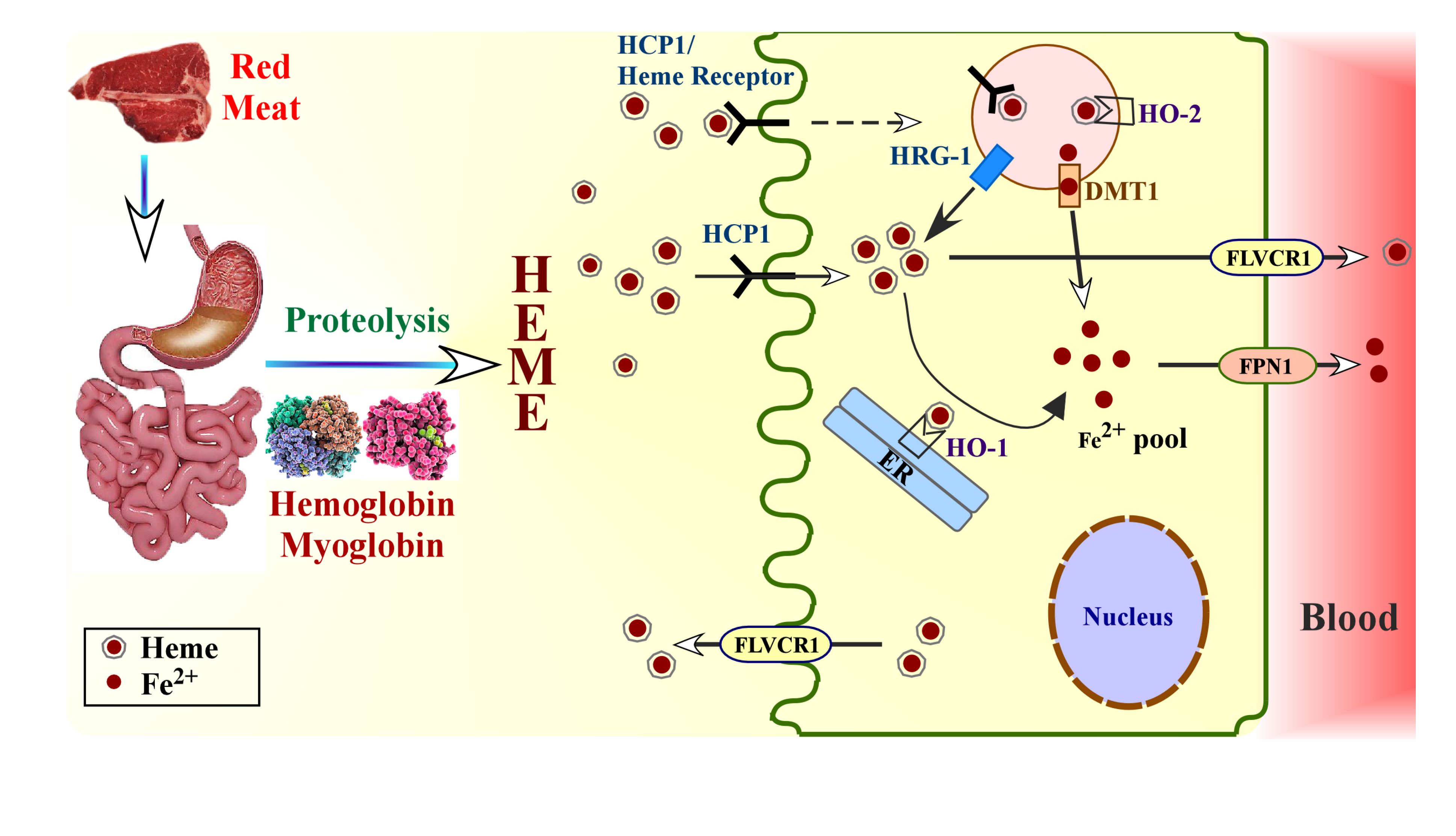 nutrient that is critical for hemoglobin synthesis