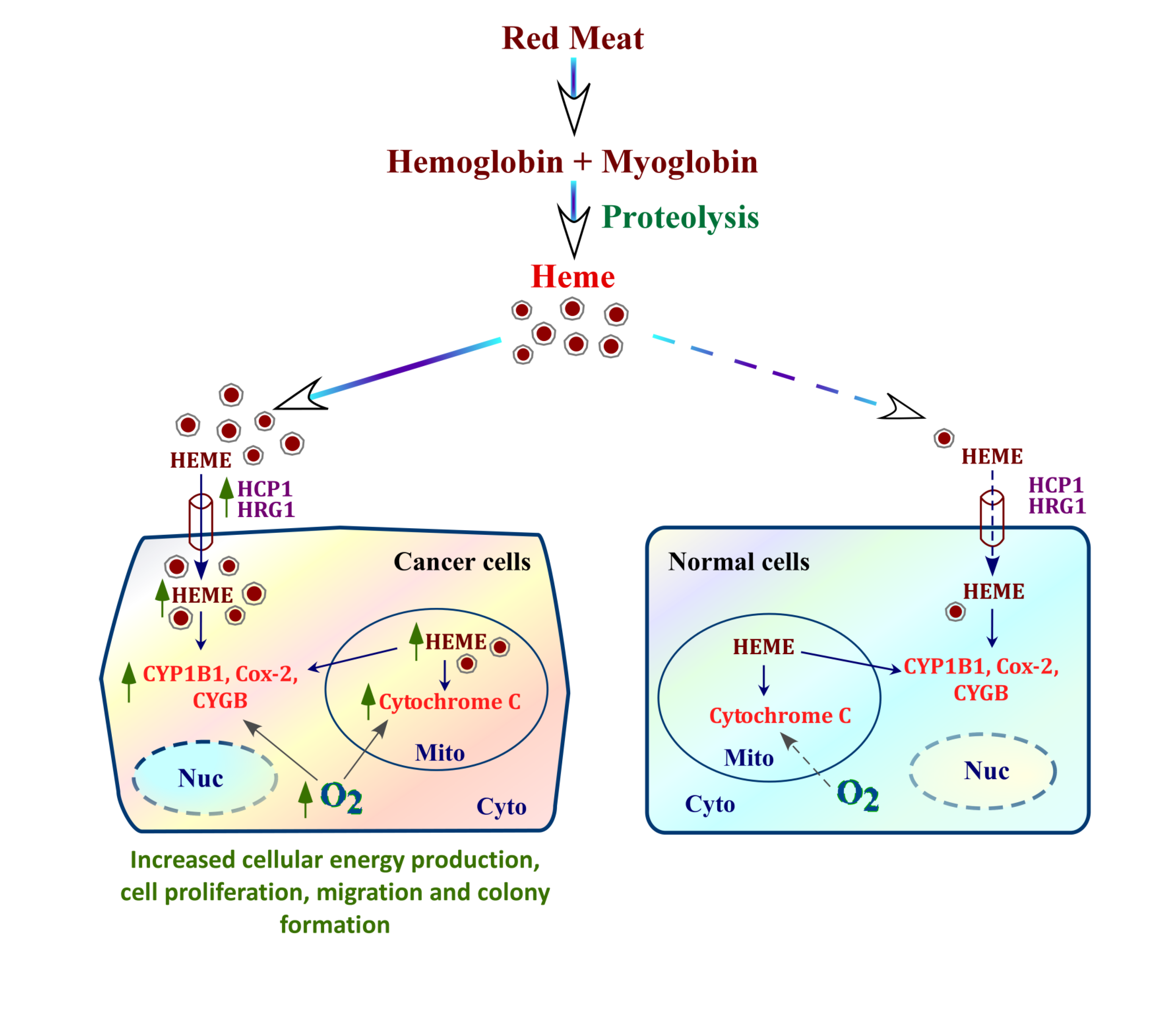 男女兼用 an Heme, Essential Proteins Dietary from Nutrient アイドルグッズ