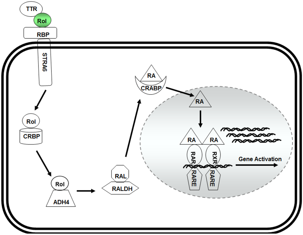 Nutrients Free Full Text Vitamin A Retinol And Maintenance Of Pluripotency Of Stem Cells Html