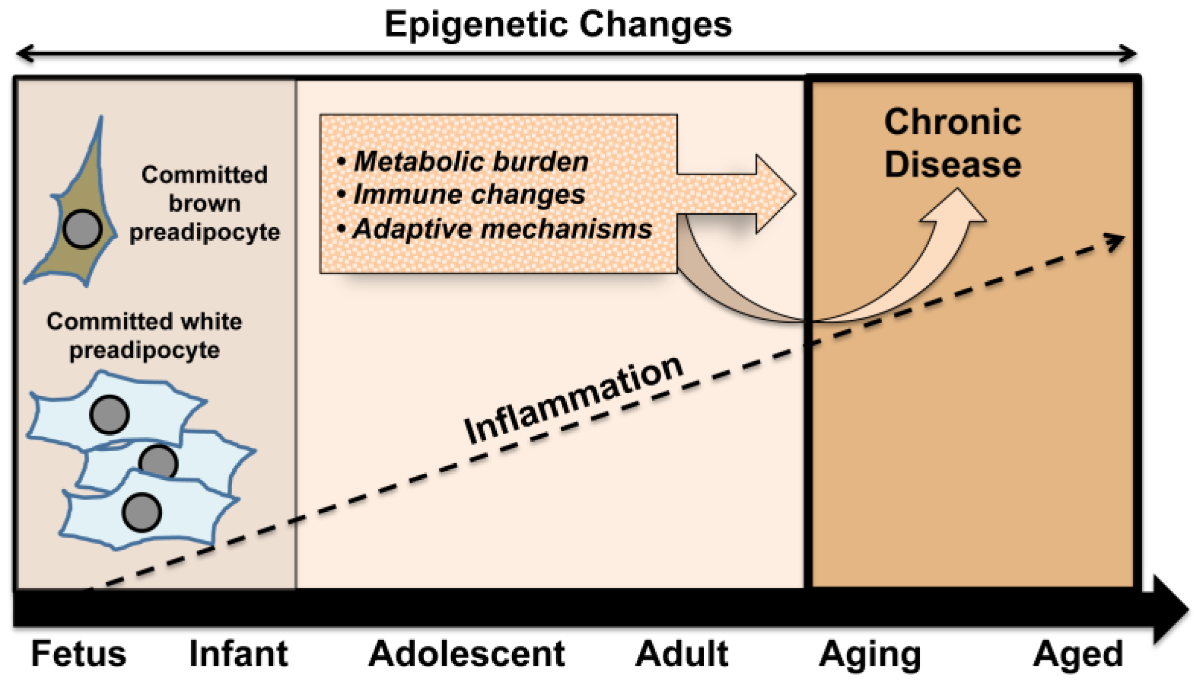 Nutrients 06 01725 g002