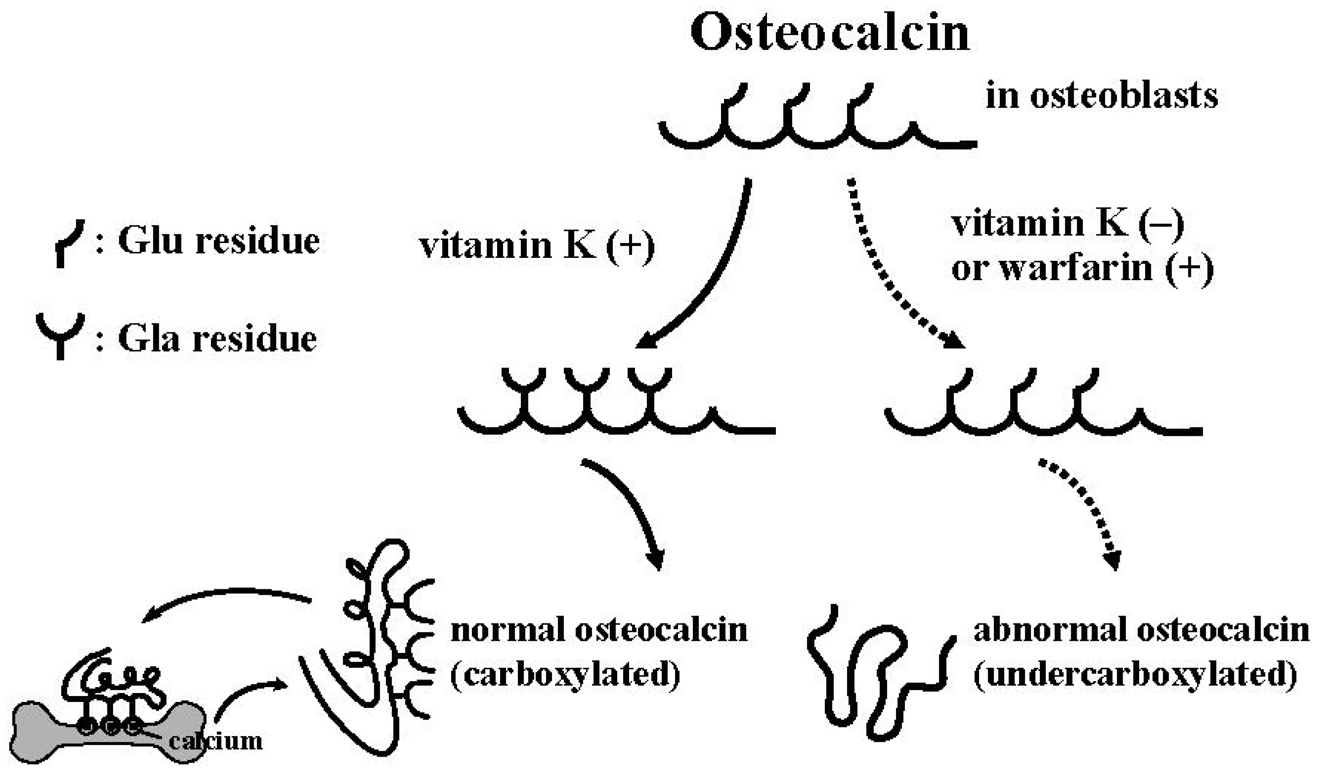 Nutrients 06 01971 g002 1024