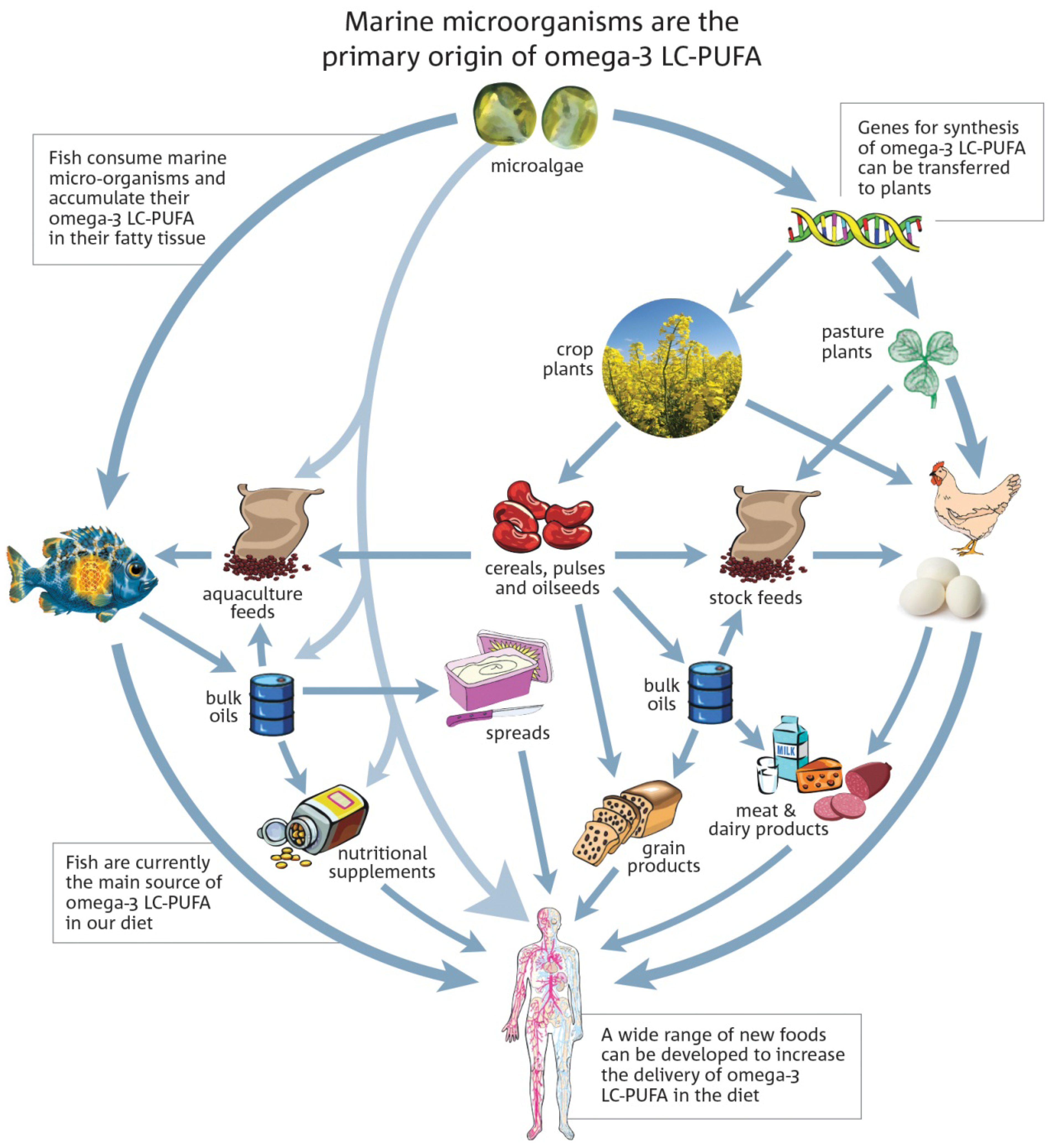 Omega 3 Fish Oil — Provenance Meals