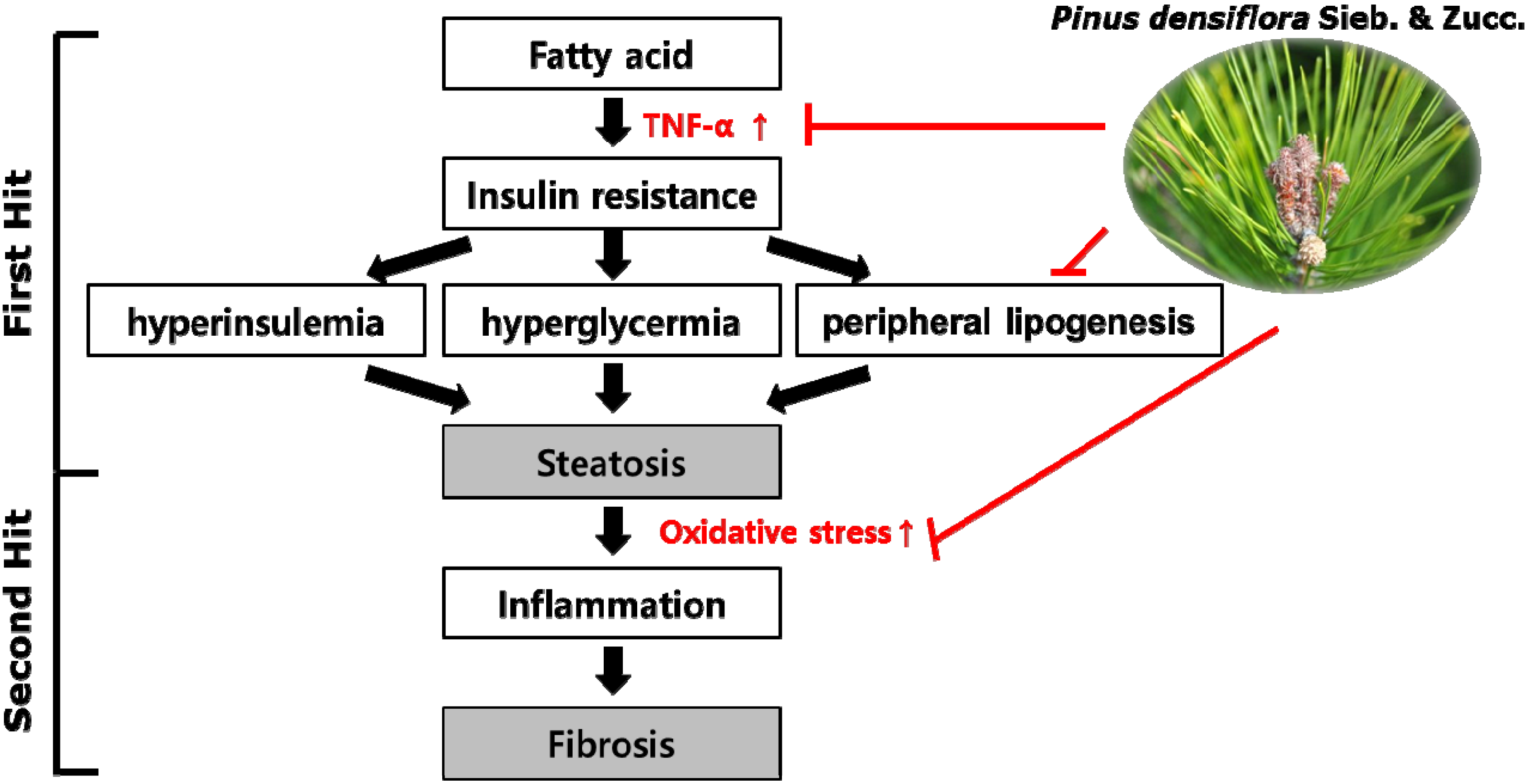 Nutrients 06 02956 g008