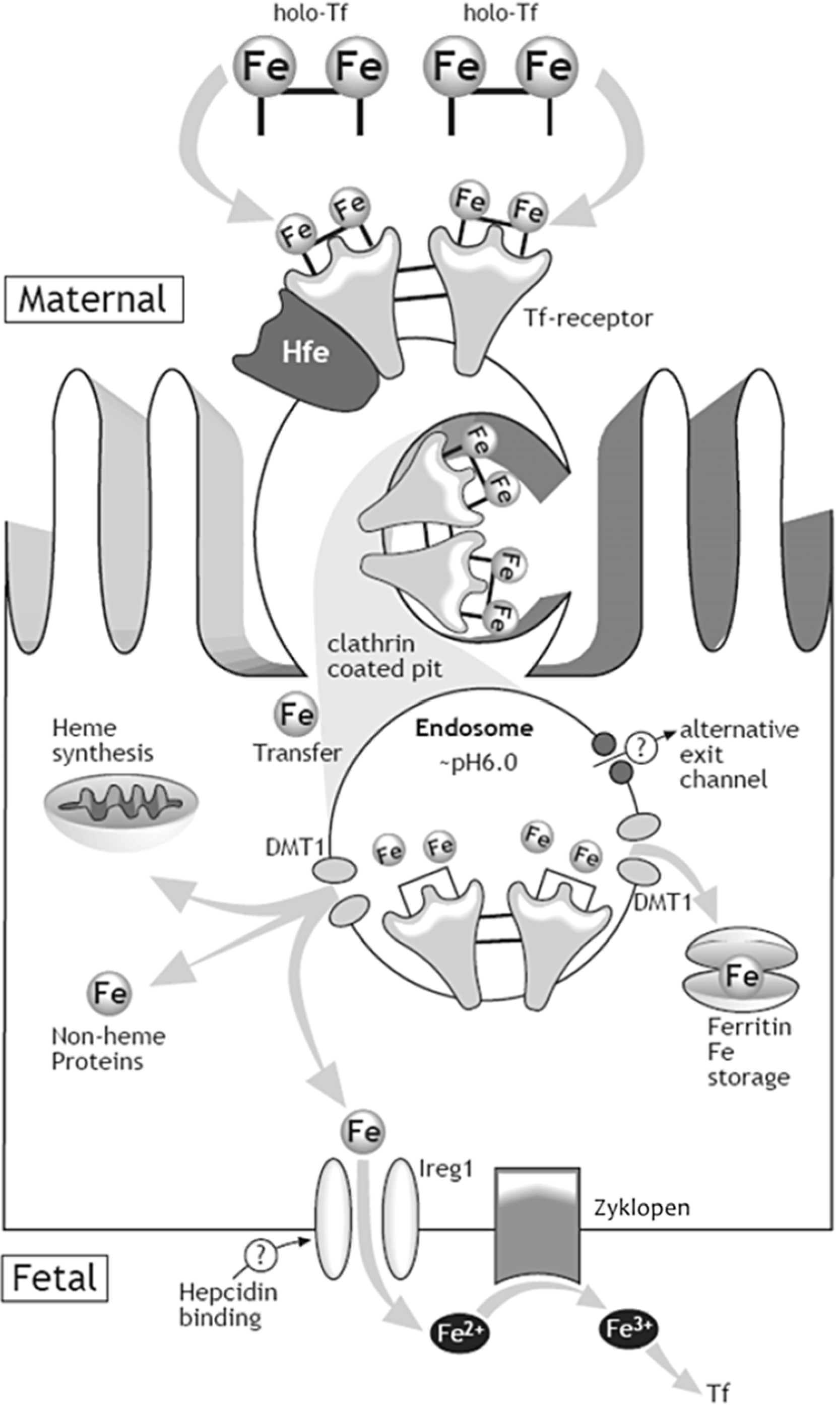 Nutrients 06 03062 g002