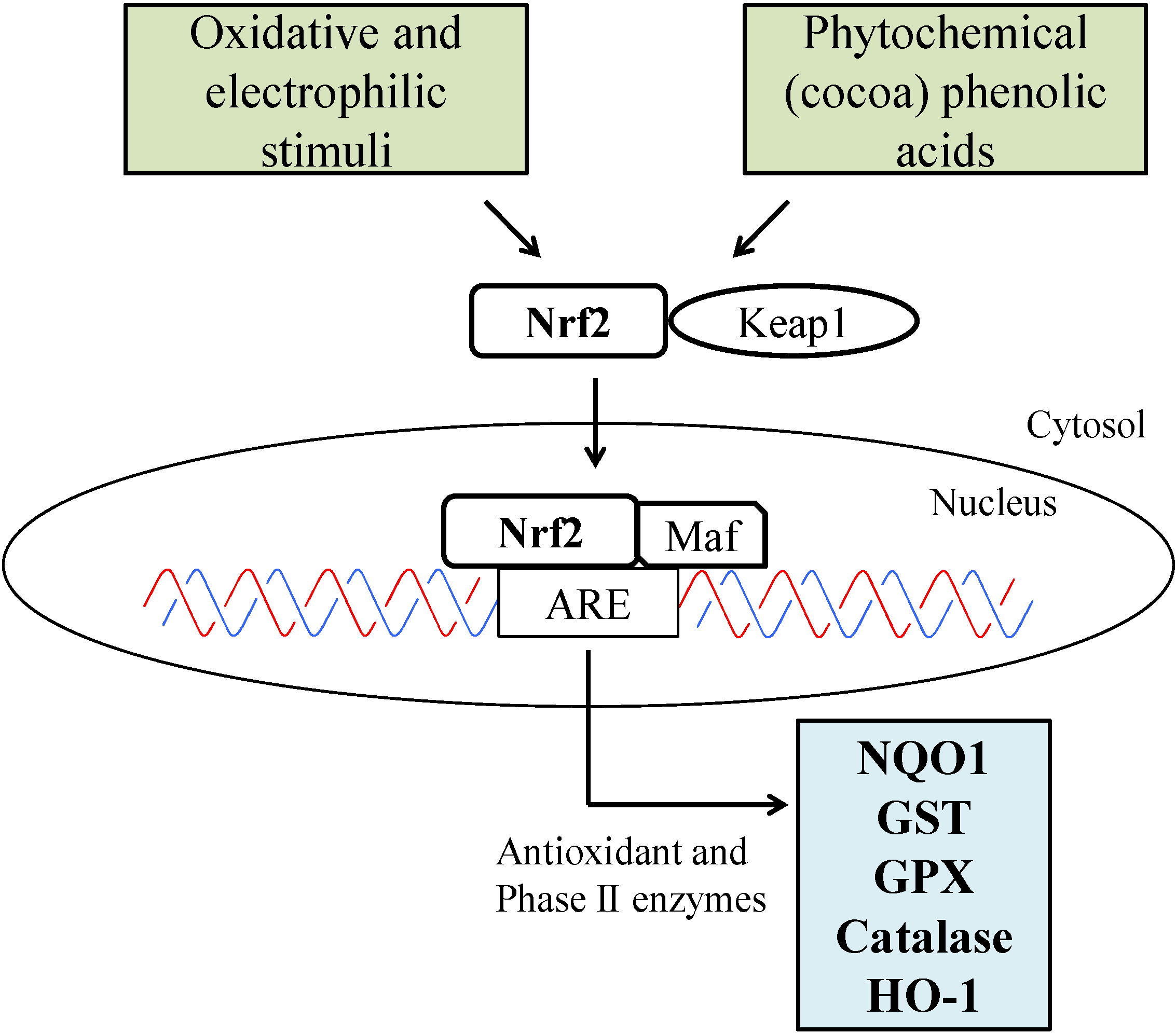 Nutrients 06 03202 g002