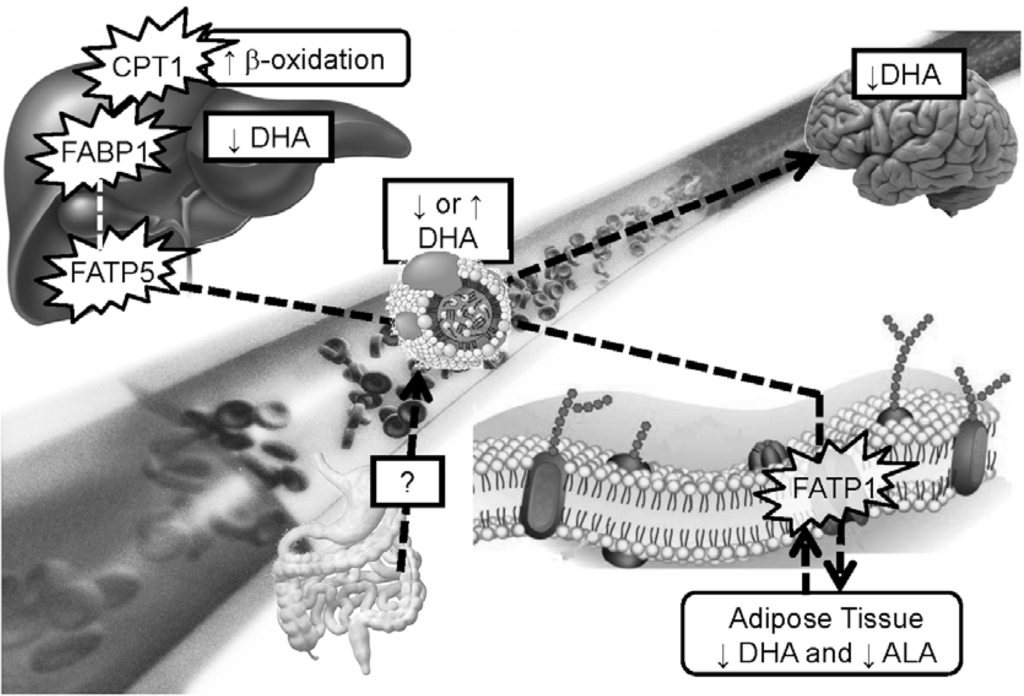 Fatty Acid Metabolism in Carriers of Apolipoprotein E