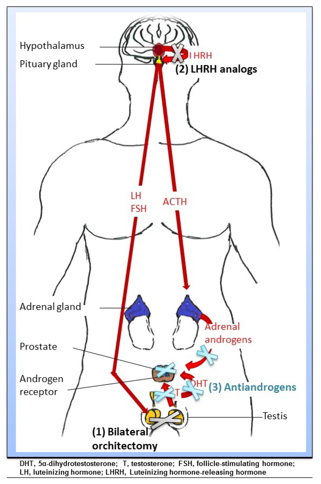Nutrients | Free Full-Text | The Use of Dietary ... male figure diagram 