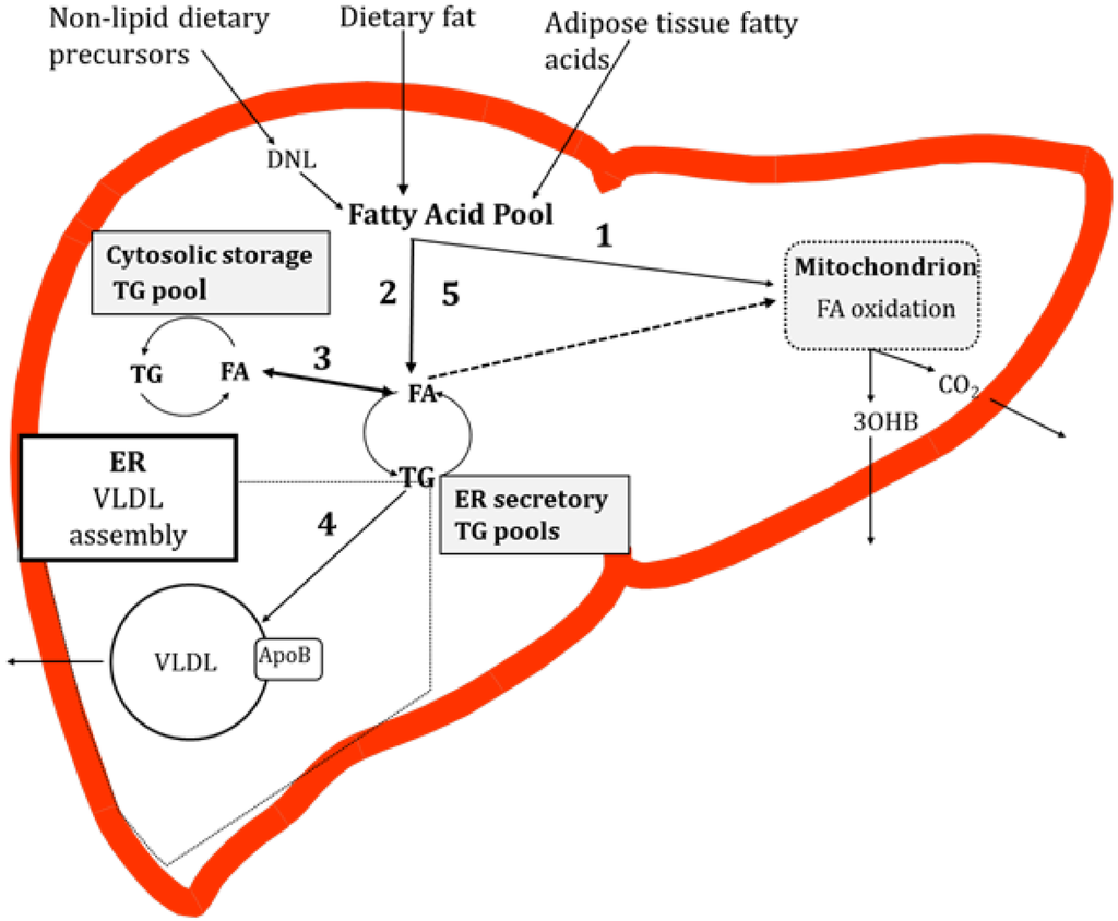 Nutrients, Free Full-Text