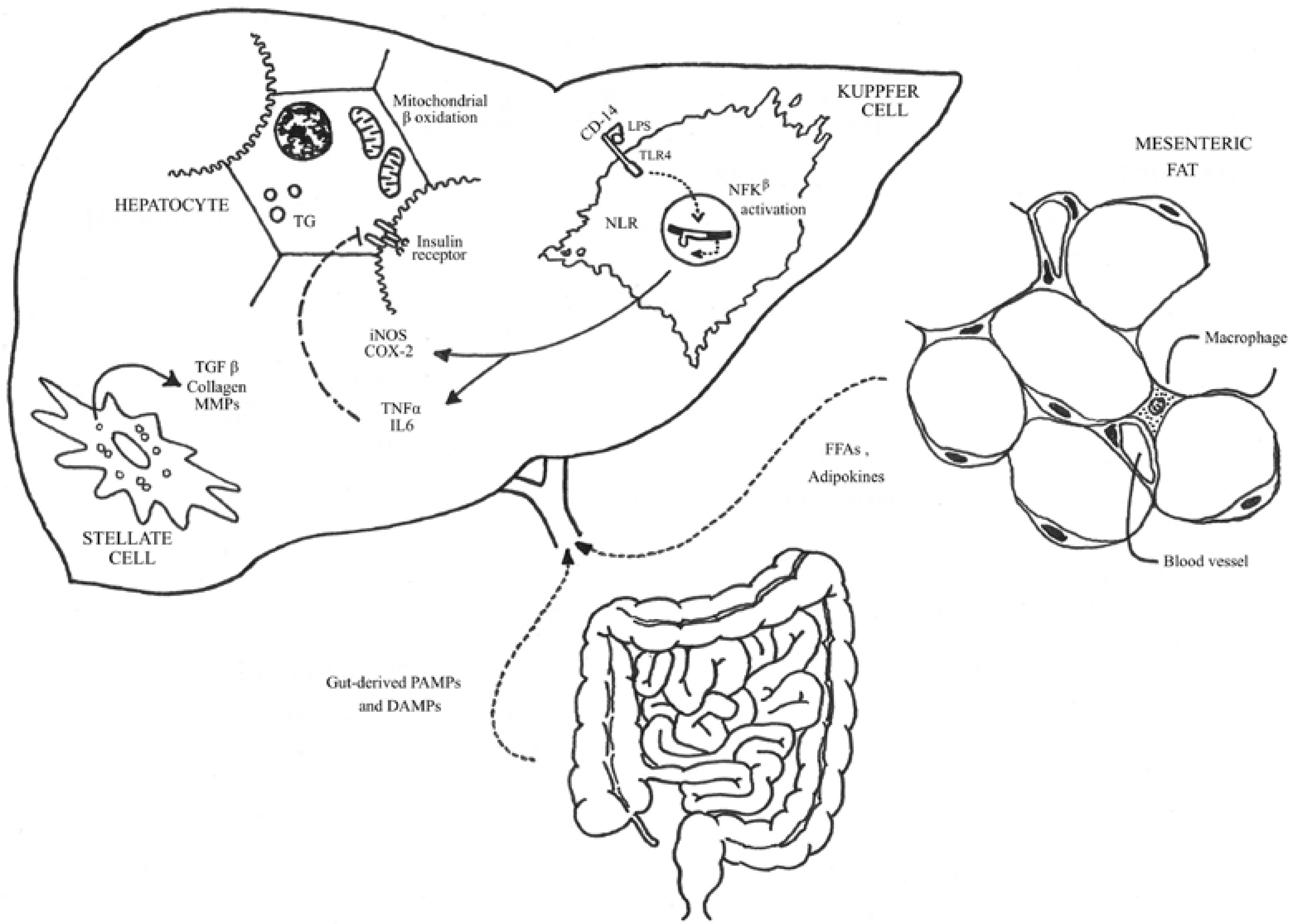 Nutrients 06 05583 g001