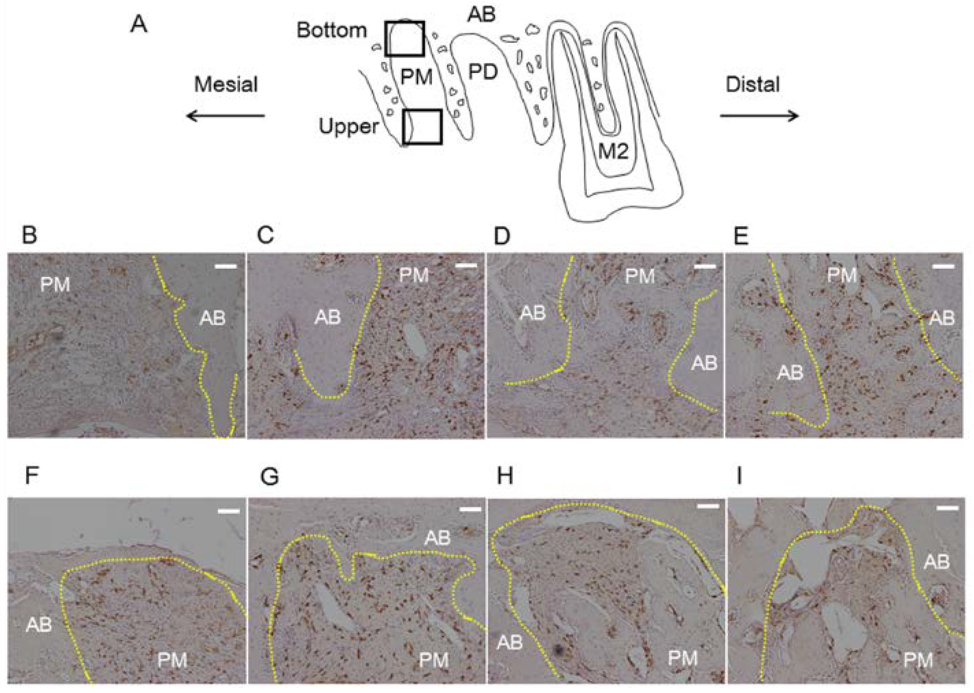 Nutrients 06 05756 g005
