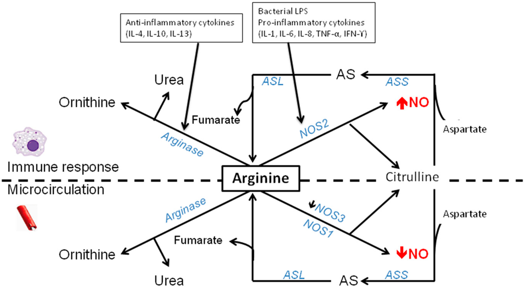 Nutrients Free FullText Arginine and Citrulline and the Immune