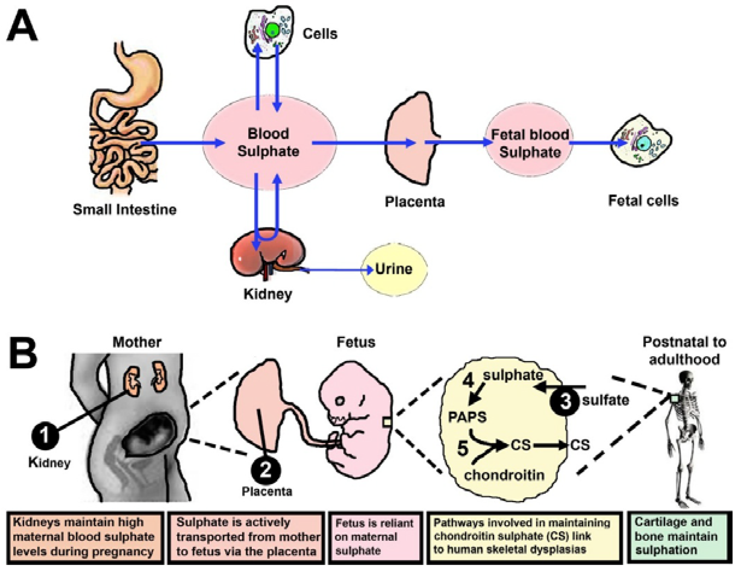 Nutrients 07 01594 g002