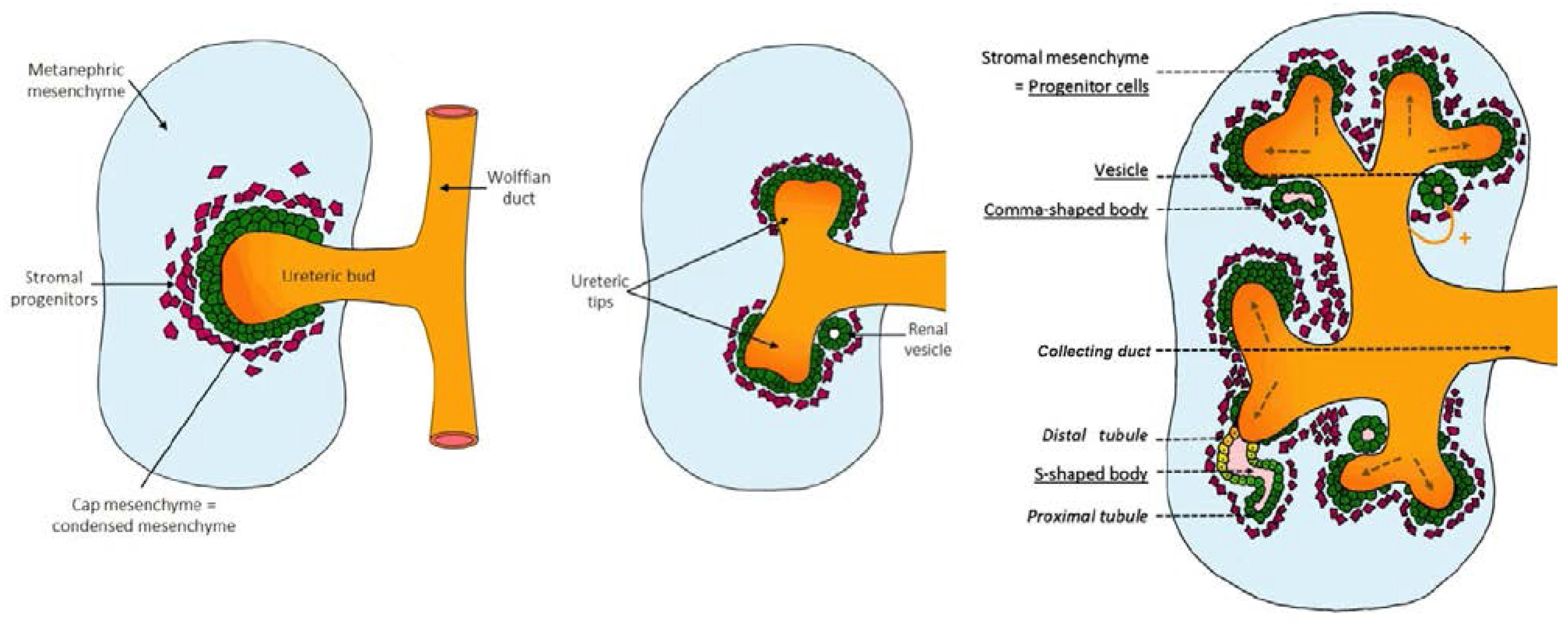 Nutrients | Free Full-Text | Understanding the Role of Maternal Diet on
