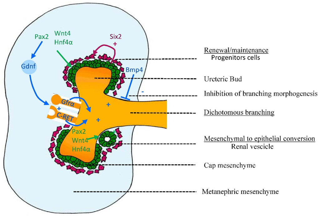Nutrients | Free Full-Text | Understanding the Role of Maternal Diet on