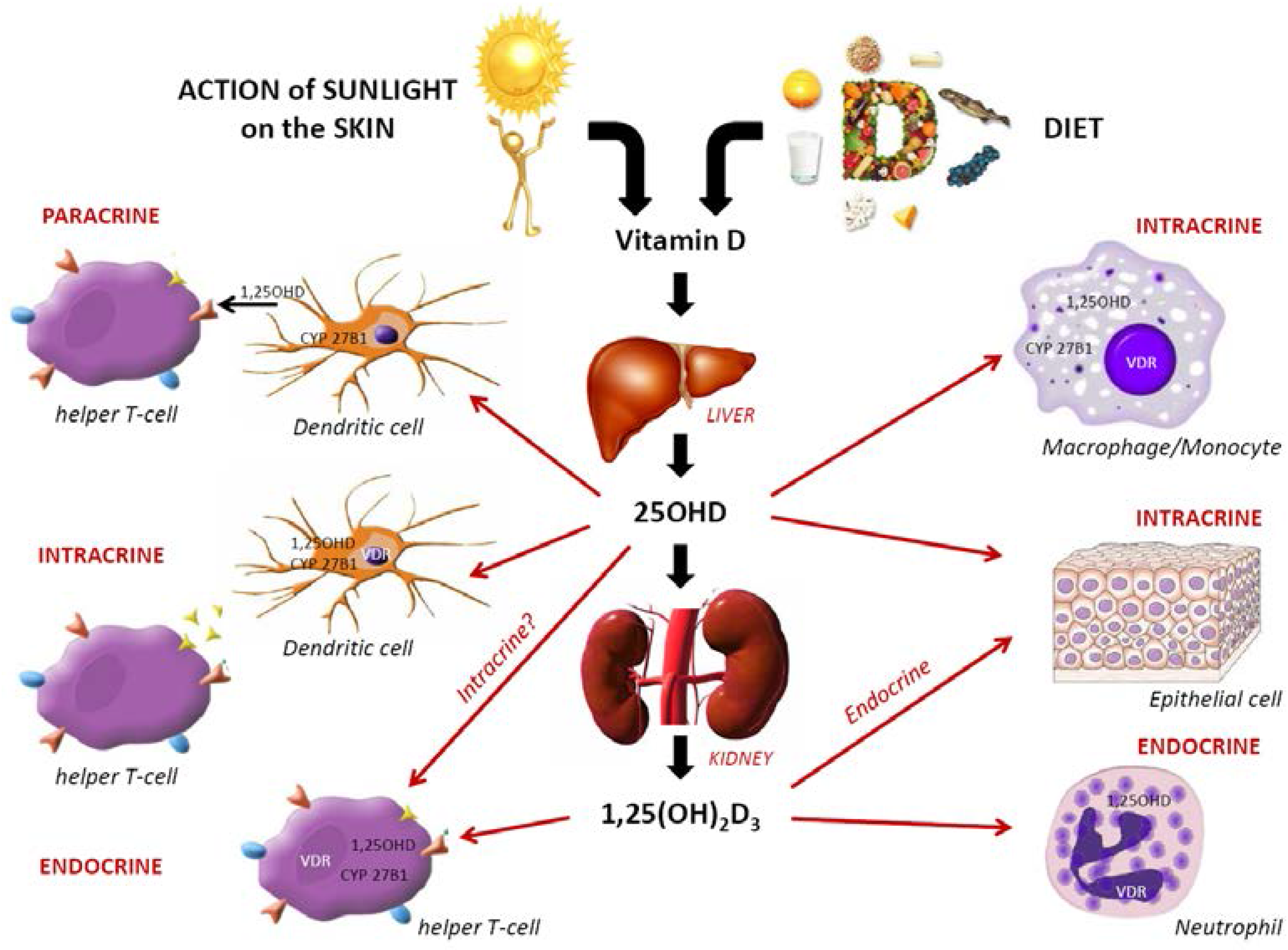 Nutrients | Free Full-Text | Can We Translate Vitamin D