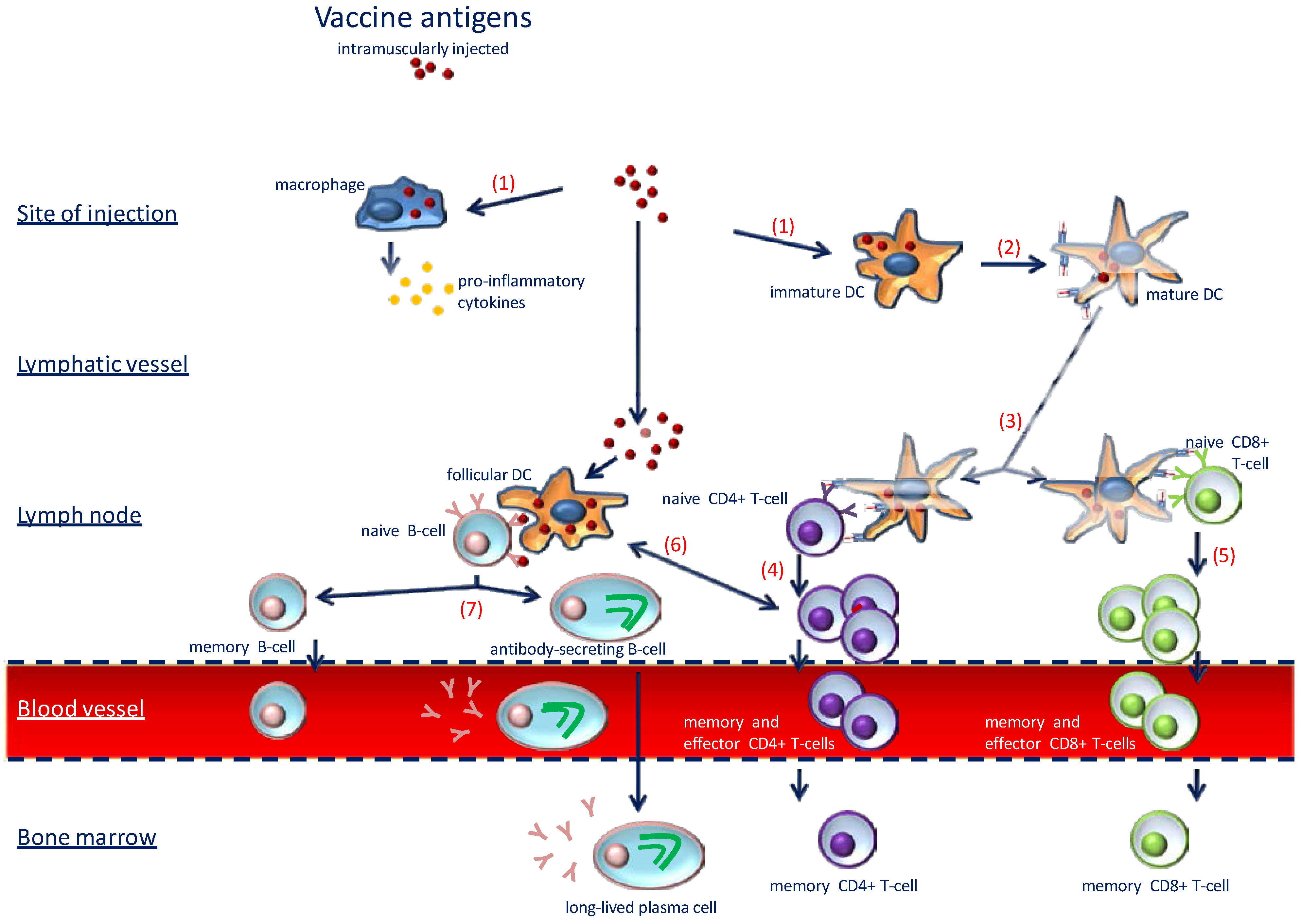 Nutrients 07 02044 g002 1024