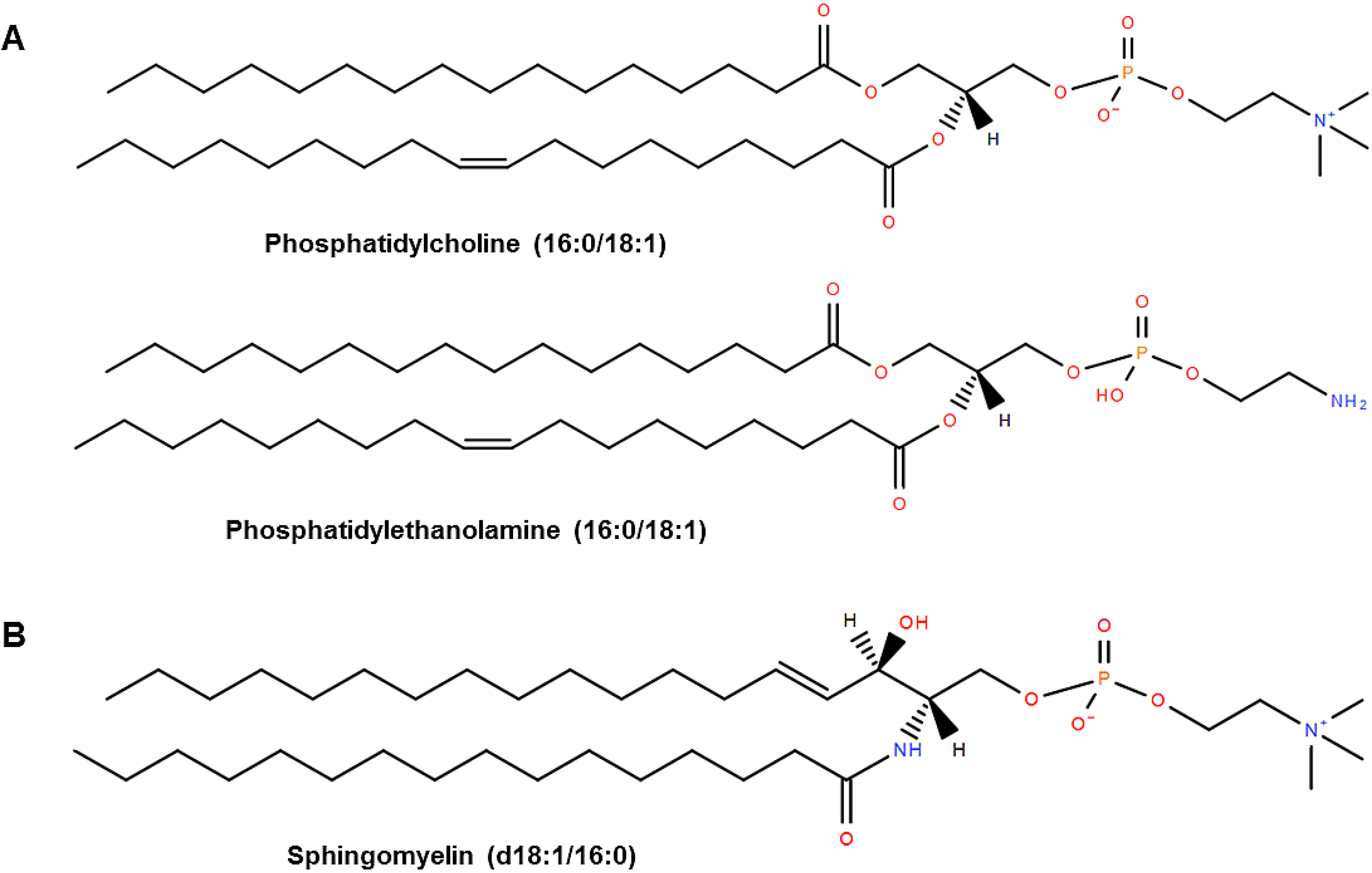 Are Phospholipids Polymers?  The Definitive Answer - k1mbief