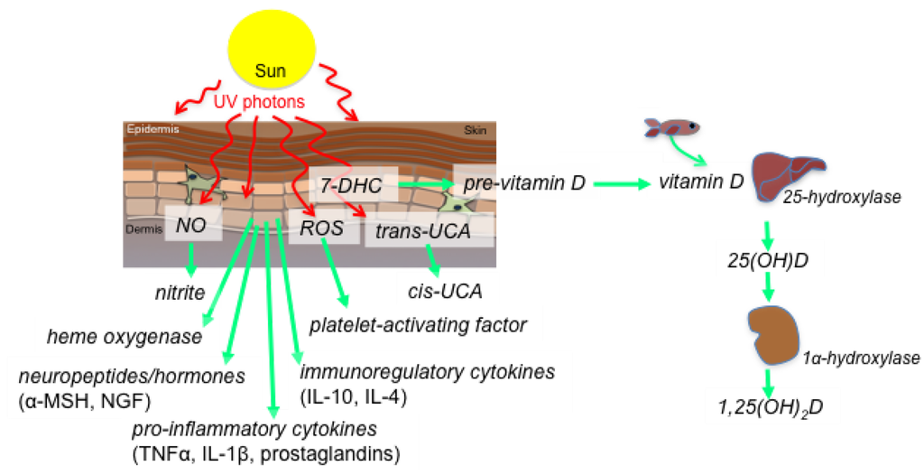 Nutrients Special Issue Immune Regulation By Vitamin D