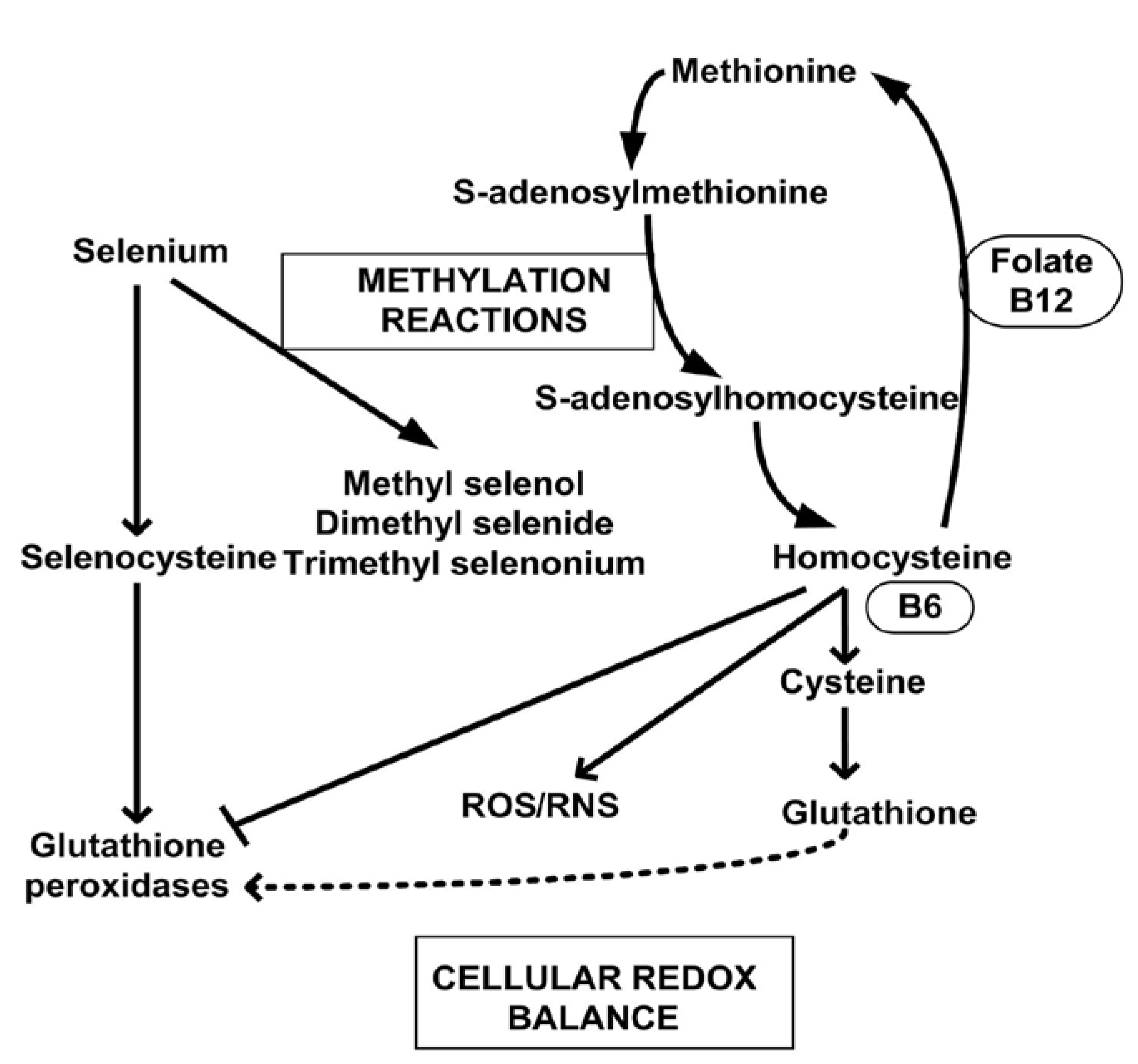 Nutrients 07 03536 g006 1024
