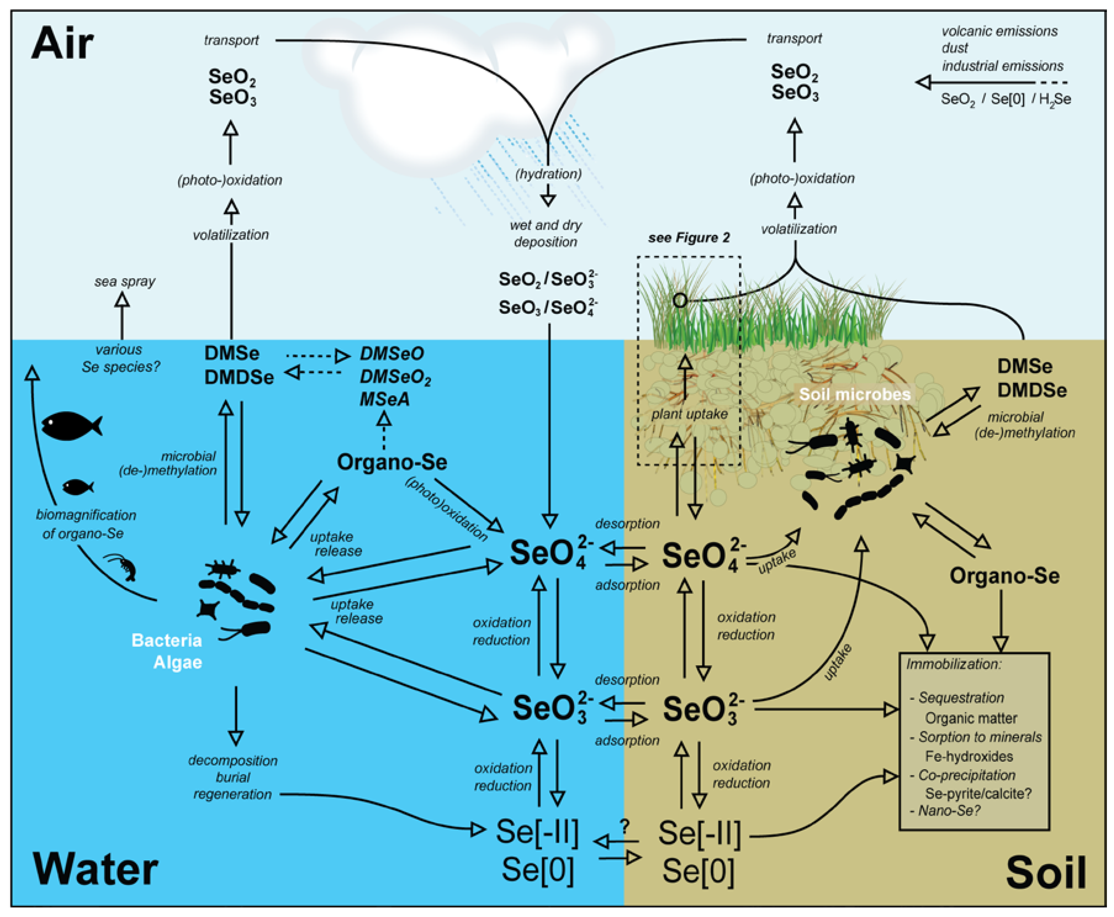 Nutrients Free Full Text Selenium Cycling Across Soil