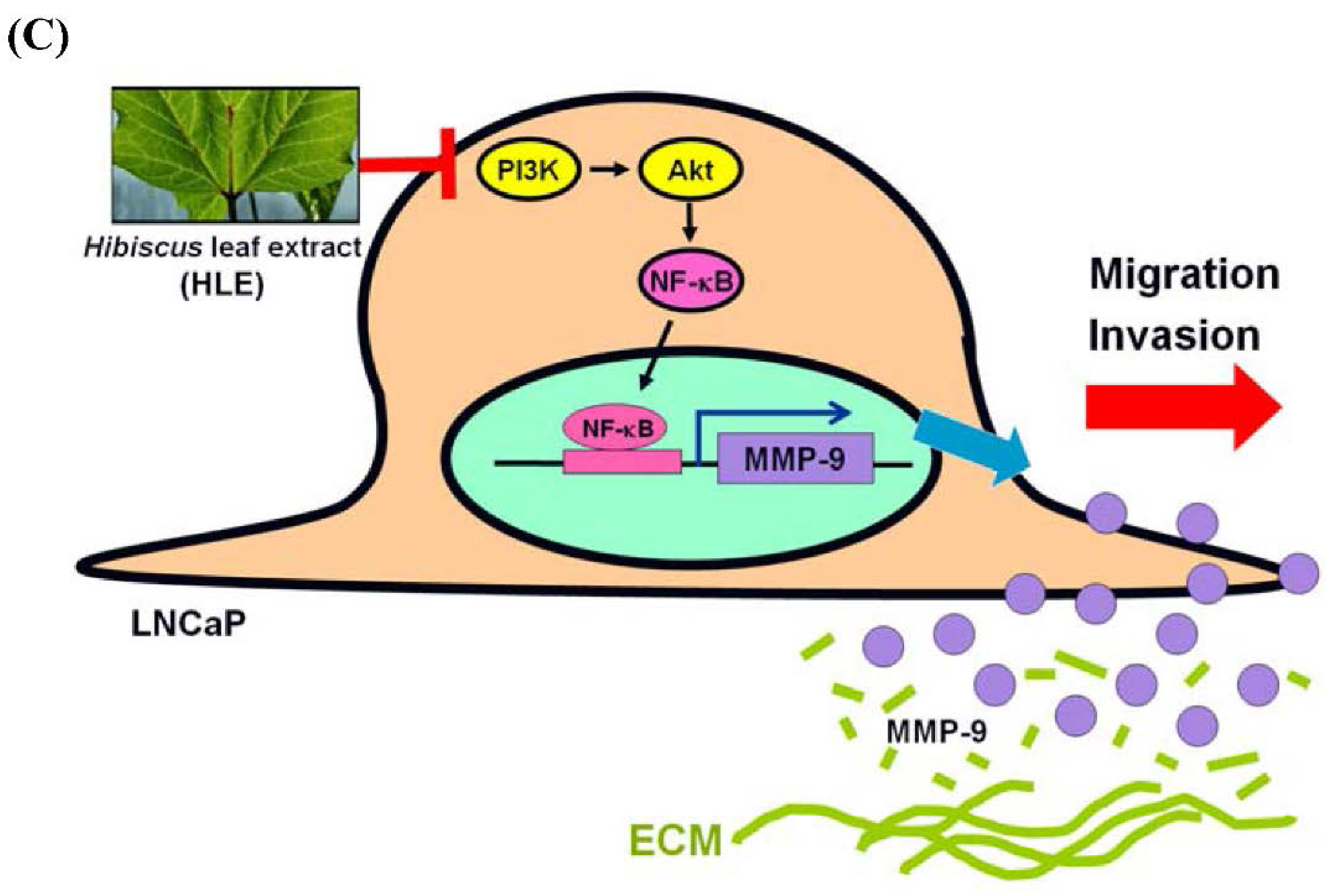 Nutrients 07 05065 g007b