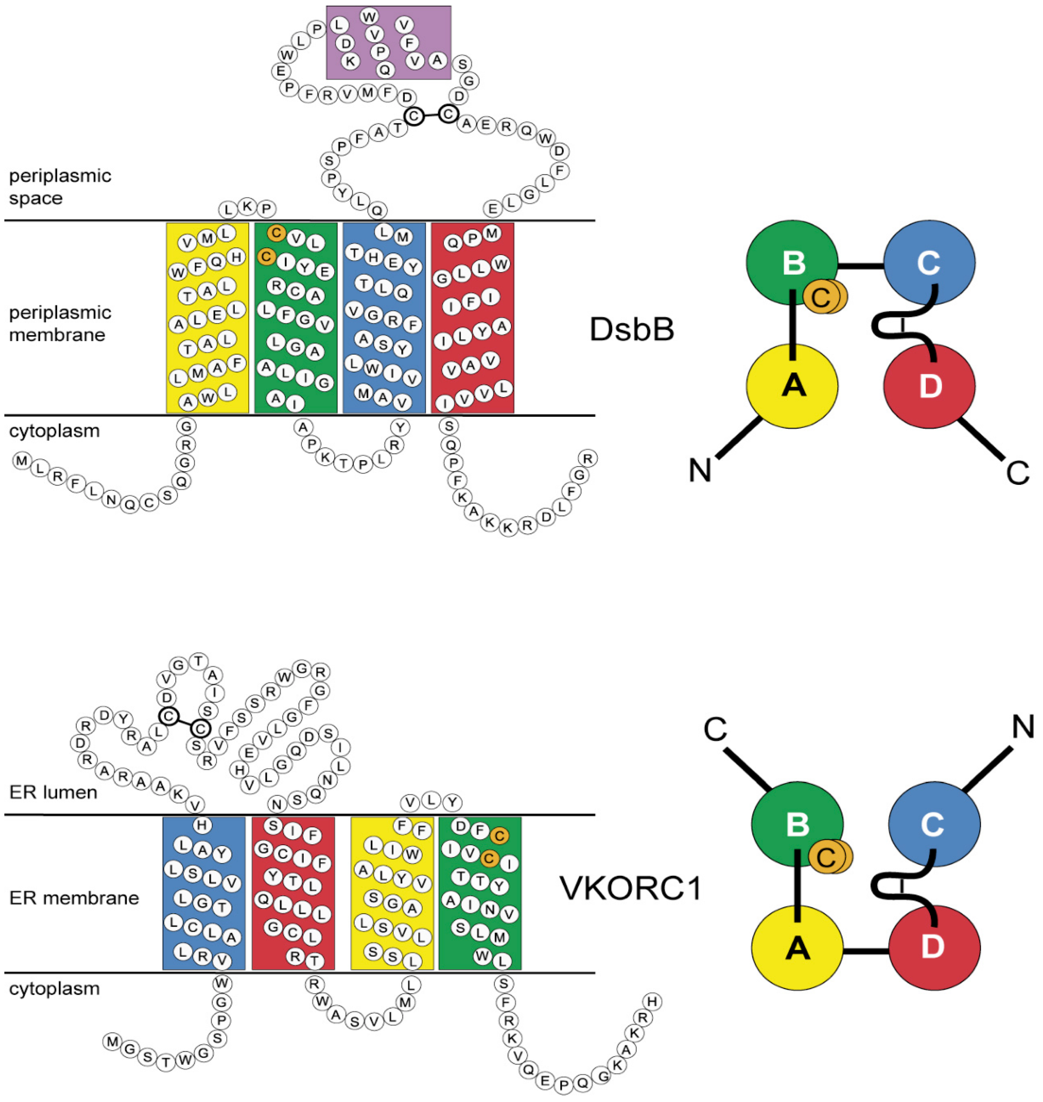 Nutrients Free FullText Phylogeny of the Vitamin K 2,3Epoxide
