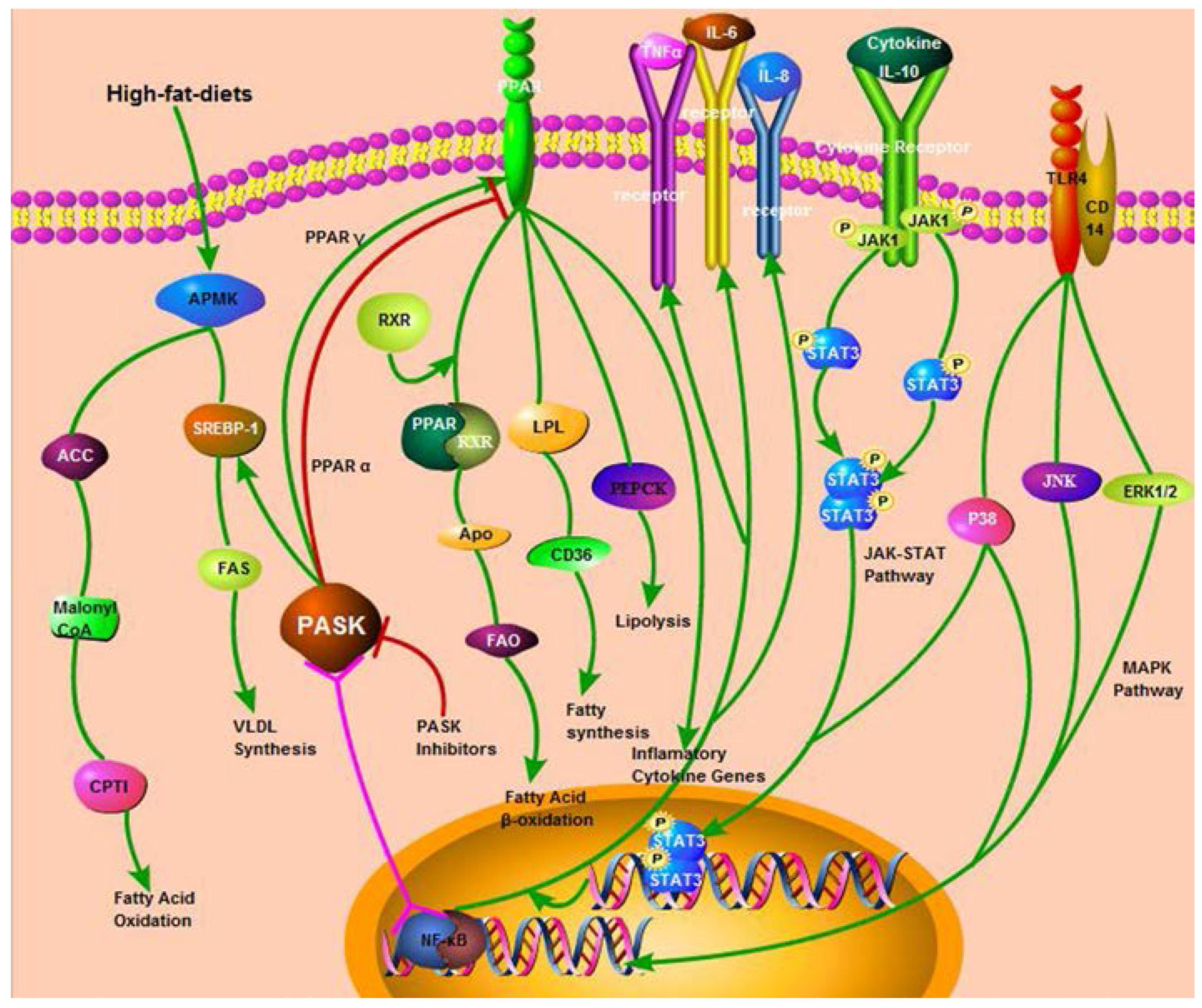 Nutrients 07 05347 g003