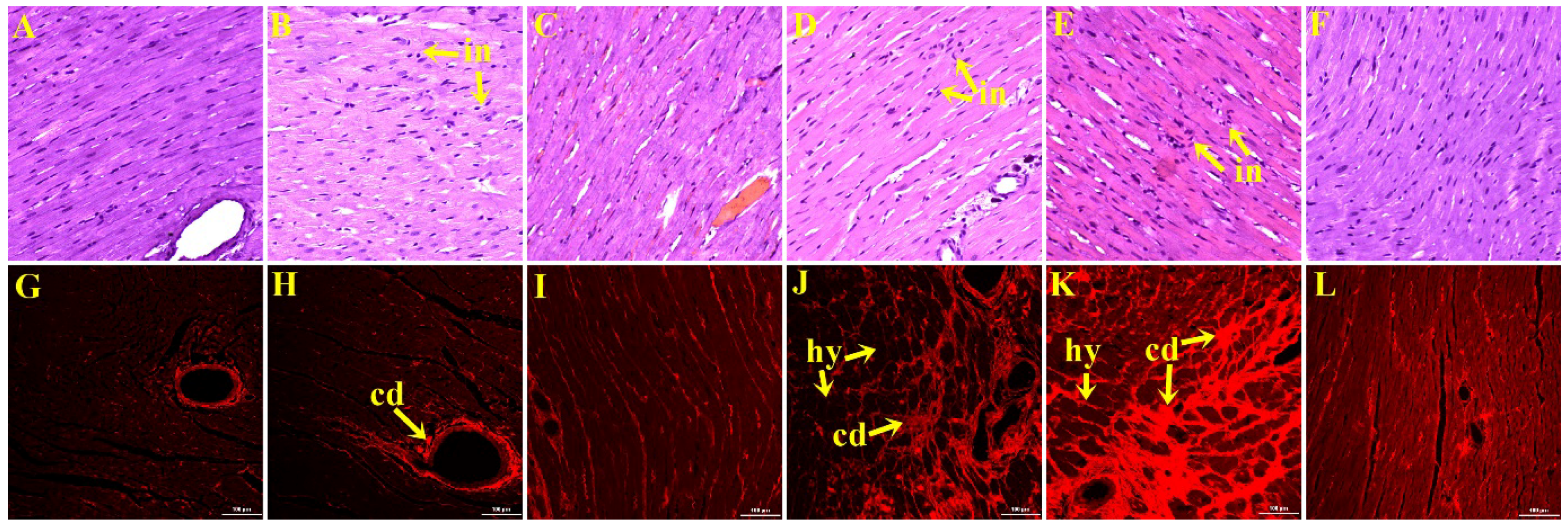 Nutrients 07 05360 g001 1024
