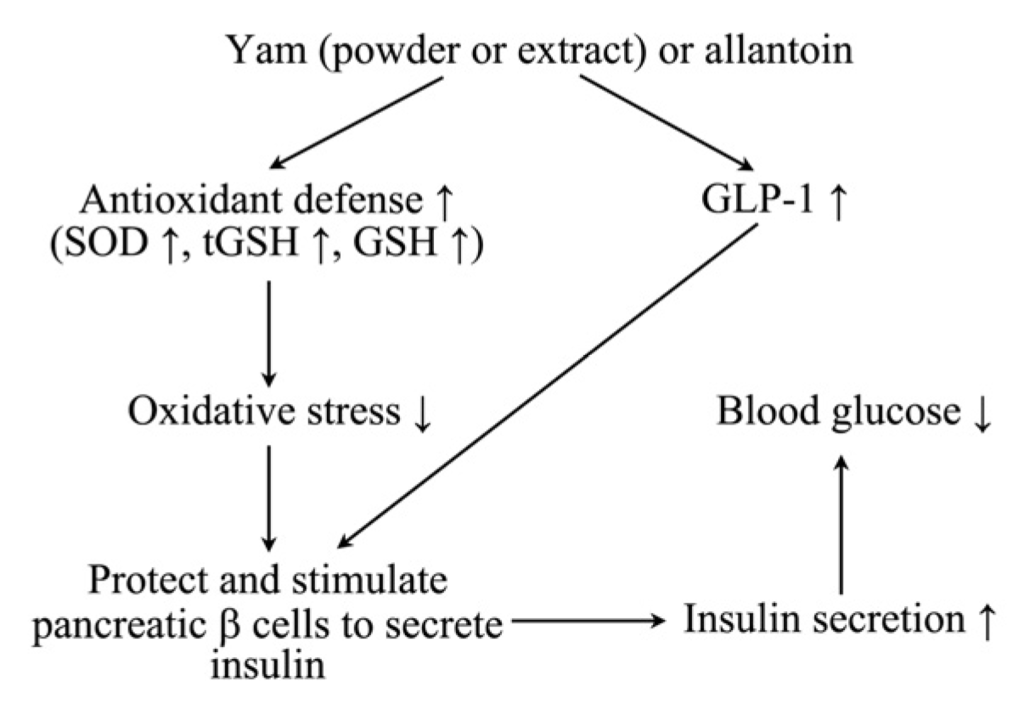 Nutrients Free FullText Antidiabetic Effects of Yam (Dioscorea