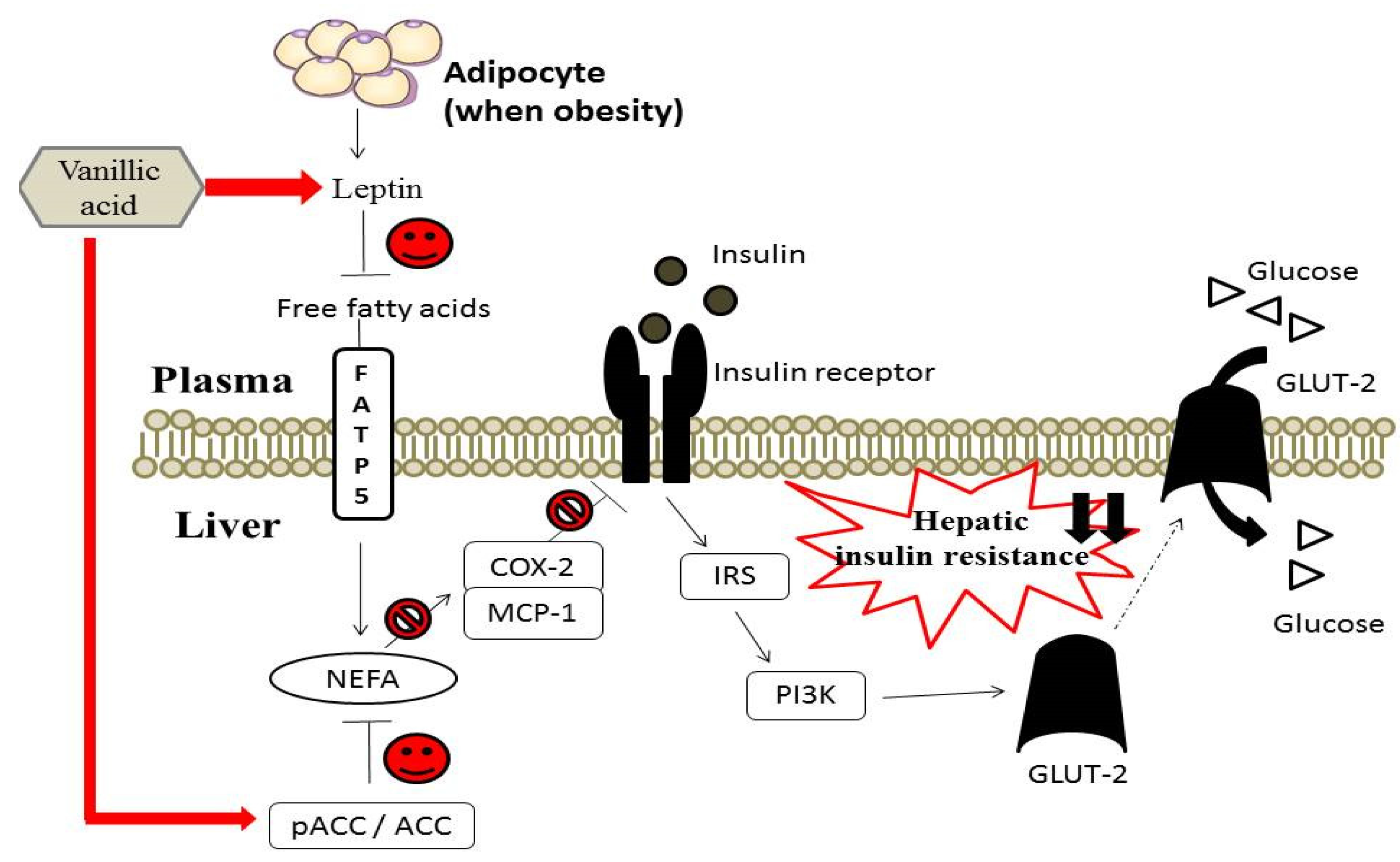 The Role Of Sex Steroids In White Adipose Tissue Adipocyte Function In