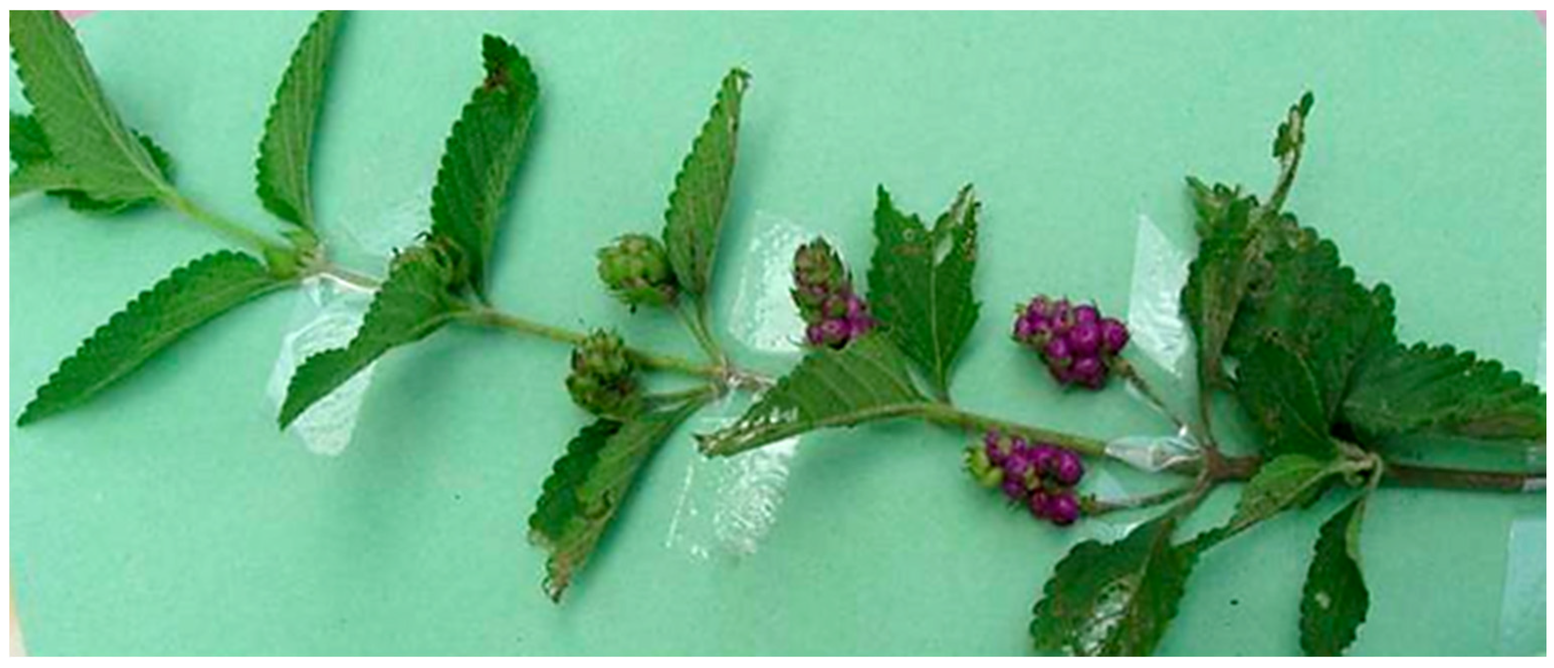 Nutrients 07 05537 g001 1024