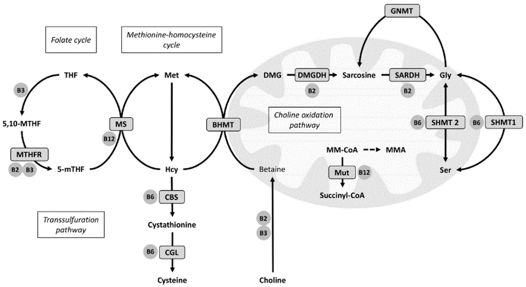 Nutrients 08 00026 g001 1024