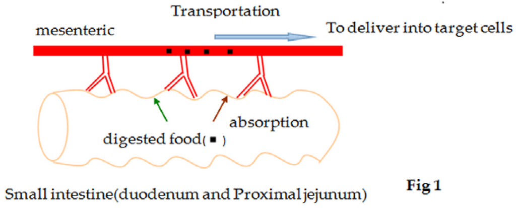 Regulation of Intestinal Glucose Absorption by Ion Channels and ...