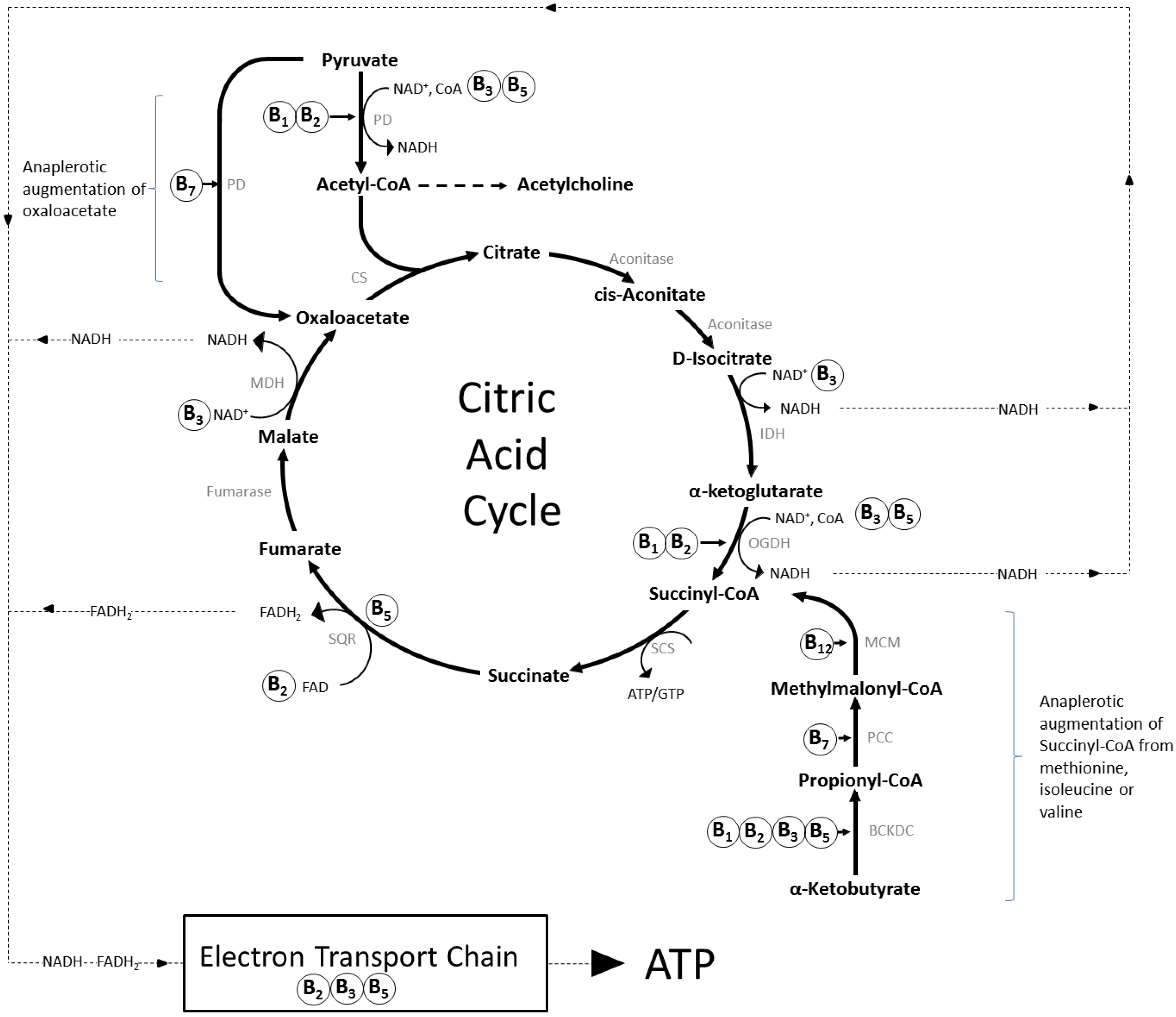 Цитратный цикл. Цикл трикарбоновых кислот. Цикл трикарбоновых кислот Энергетика. Цикл трикарбоновых кислот витамины.