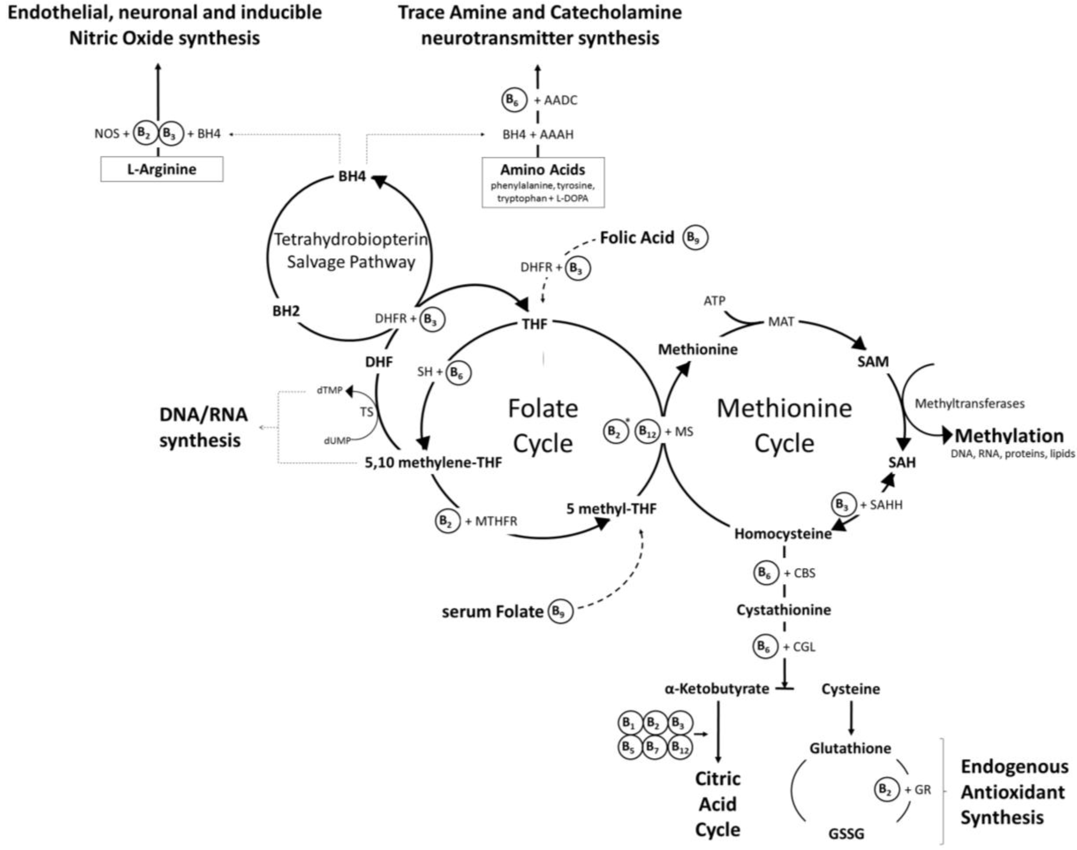 Nutrients 08 00068 g002