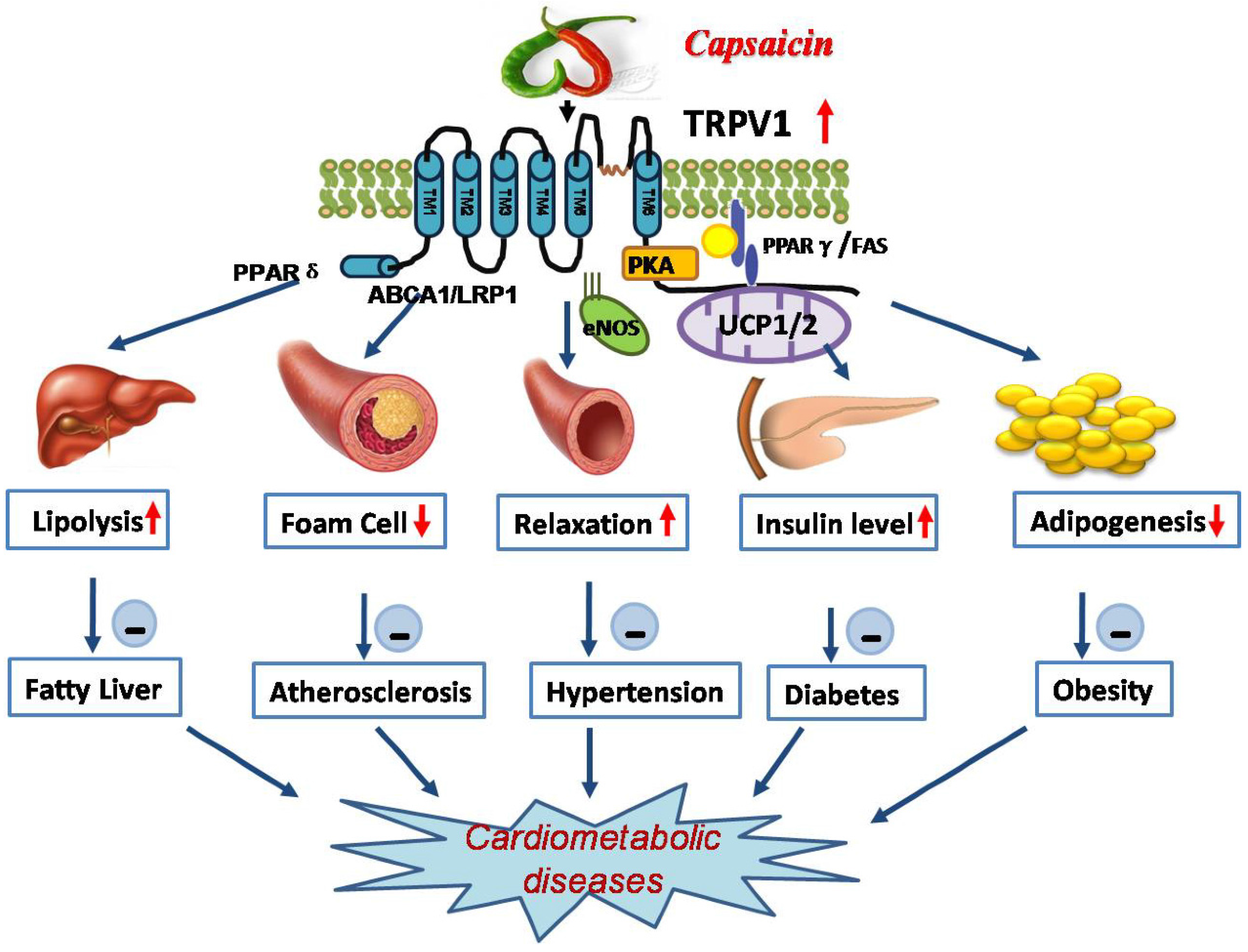 Nutrients Free FullText Dietary Capsaicin Protects Cardiometabolic