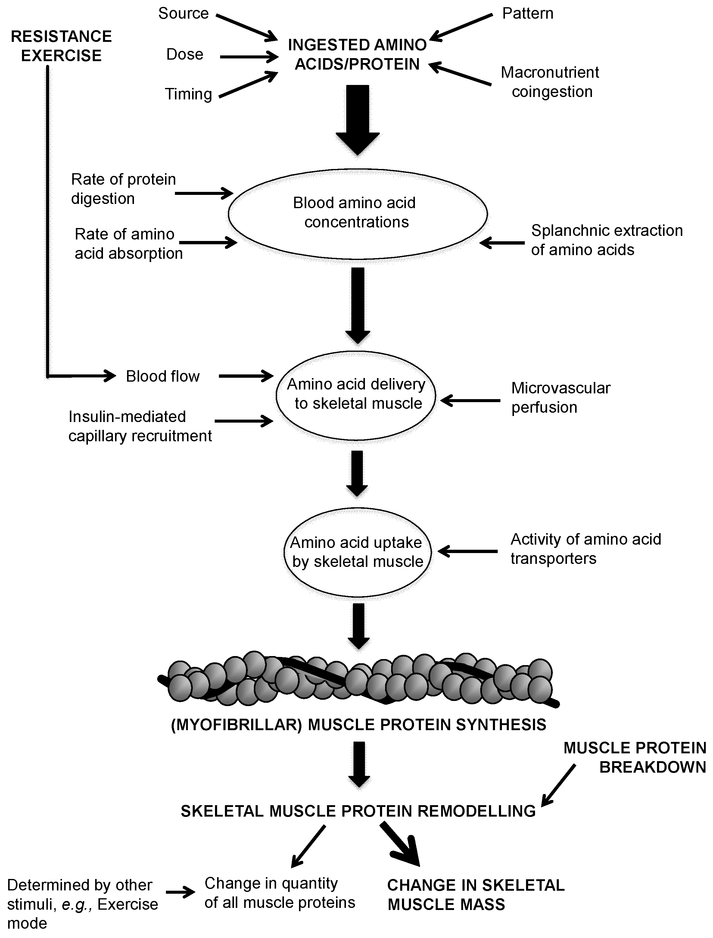 Protein Synthesis Flow Chart Answer Key