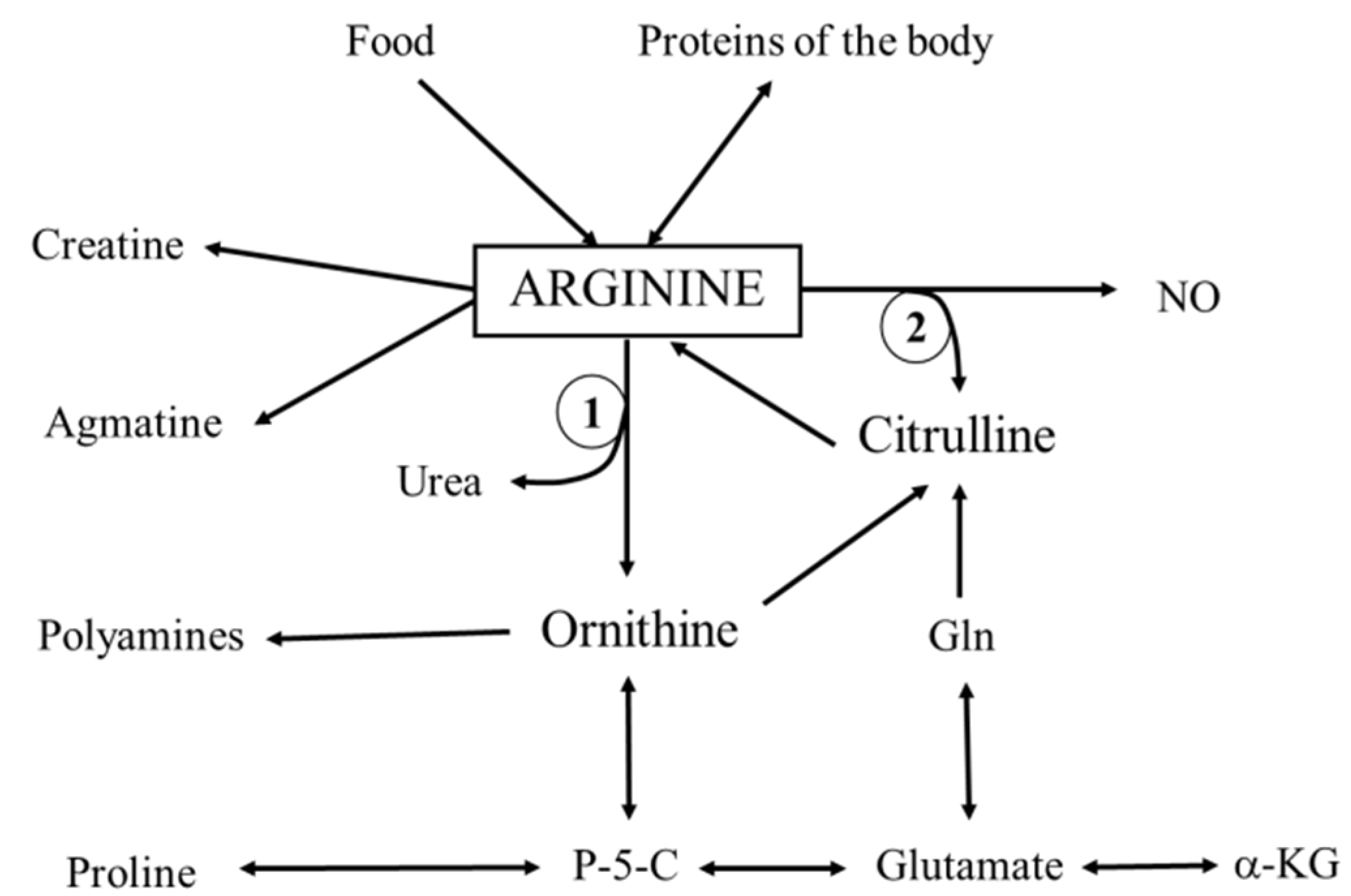 Nutrients Free FullText Effects of Arginine Supplementation on