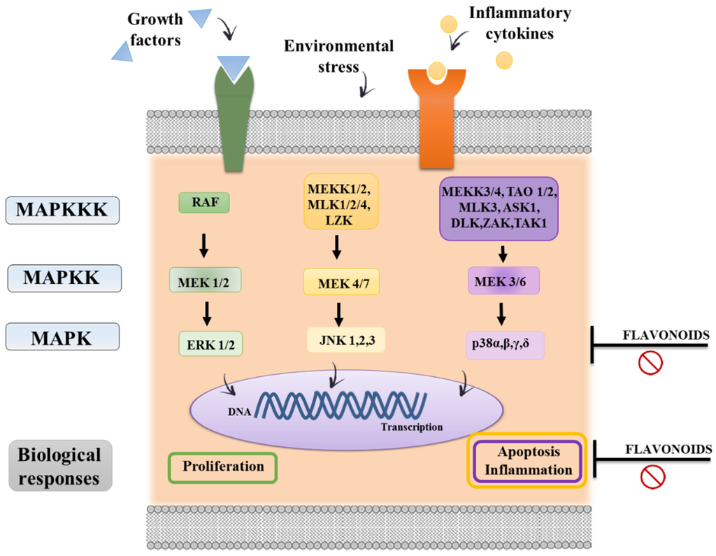 Nutrients Special Issue Flavonoids, Inflammation and Immune System