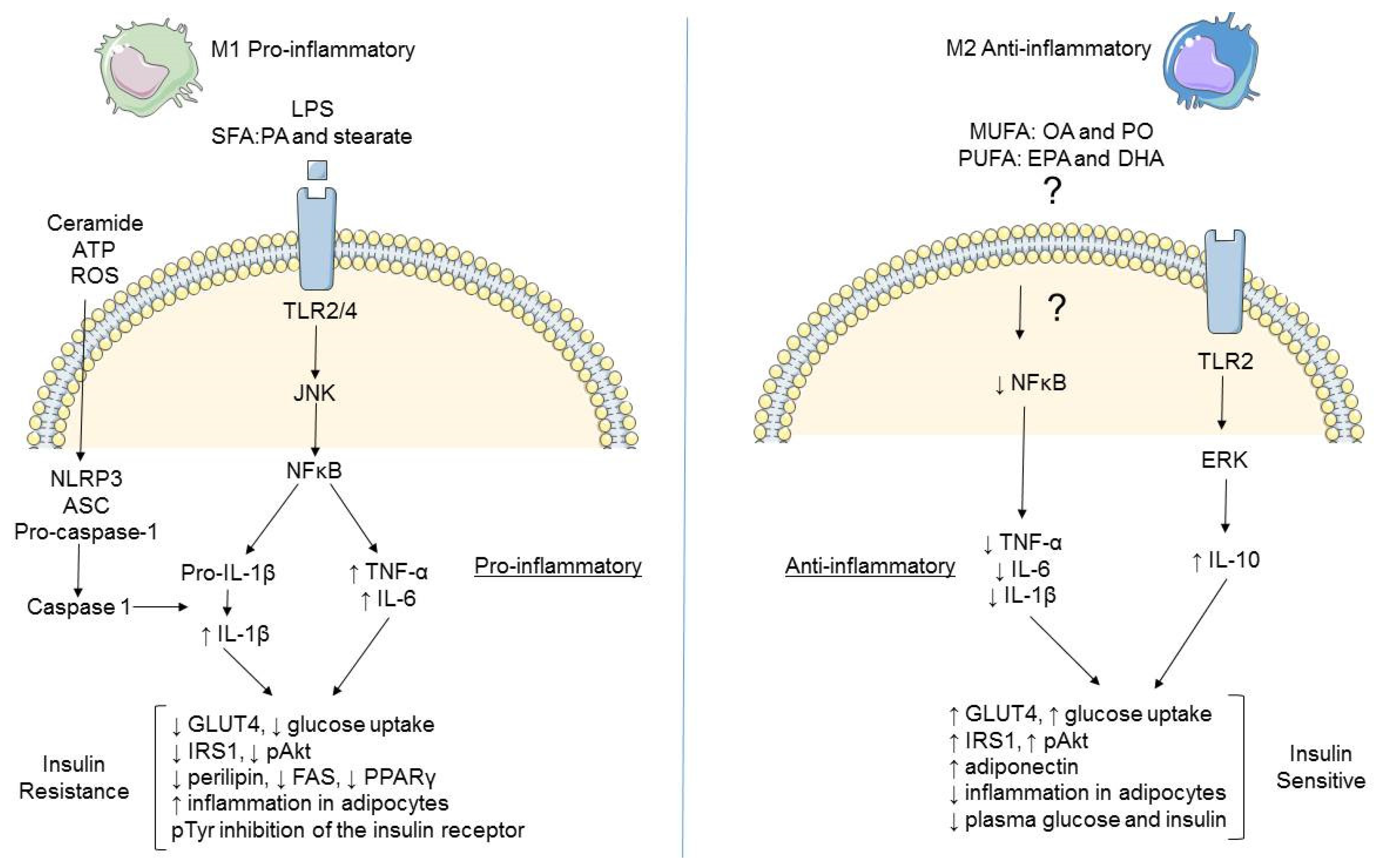 Nutrients 08 00247 g002 1024