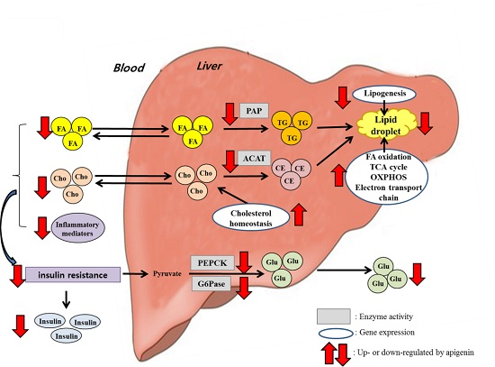 Nutrients Free Full Text Apigenin Ameliorates Dyslipidemia