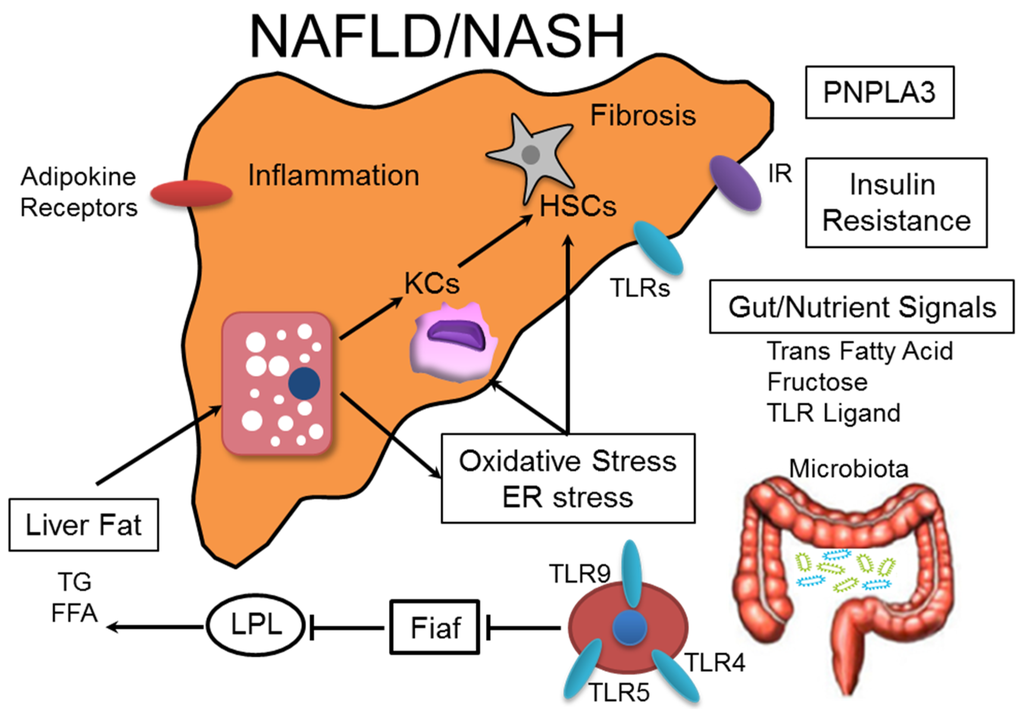 Nutrients, Free Full-Text