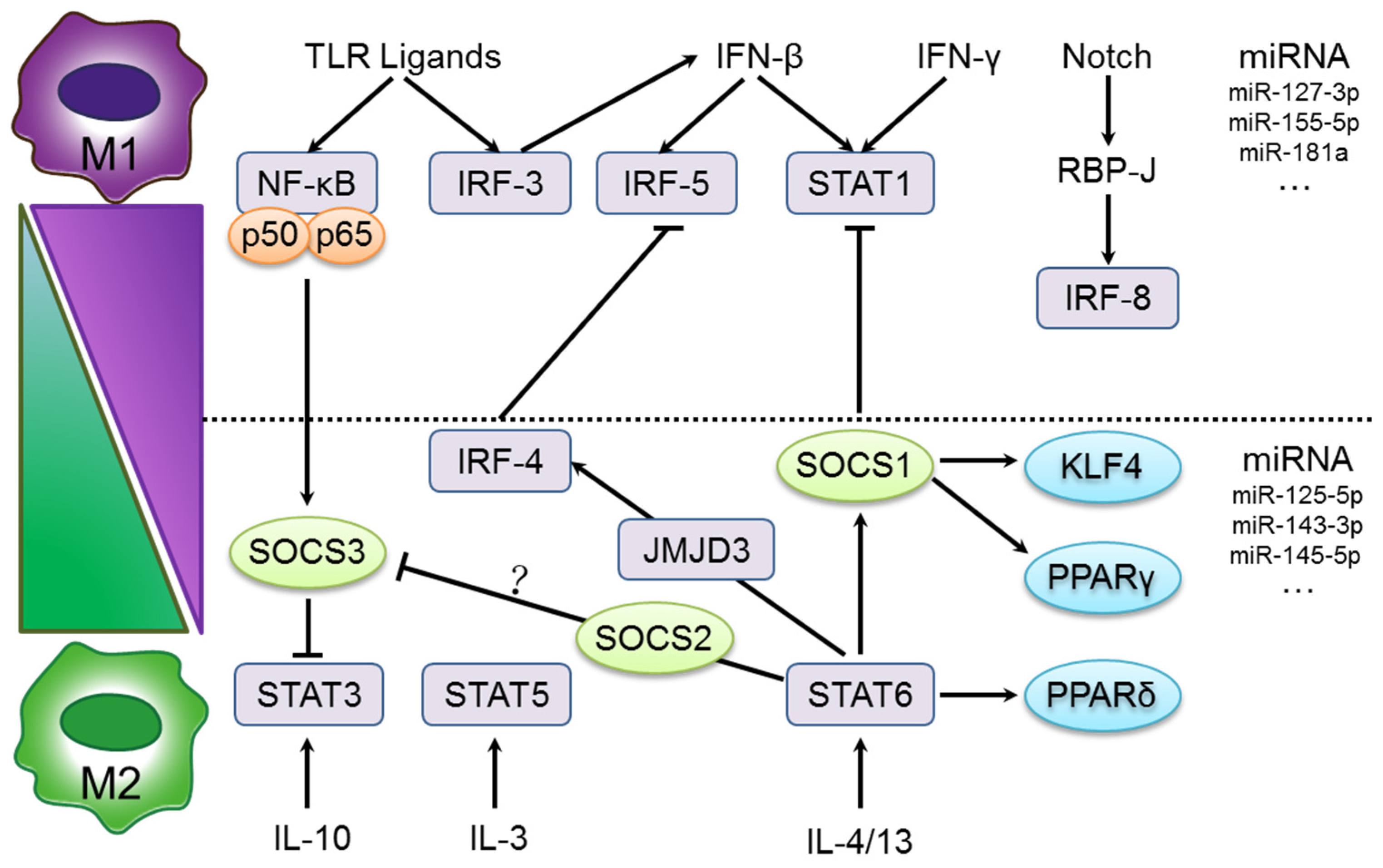 Nutrients Free Full Text Novel Action Of Carotenoids On Non Alcoholic Fatty Liver Disease Macrophage Polarization And Liver Homeostasis Html